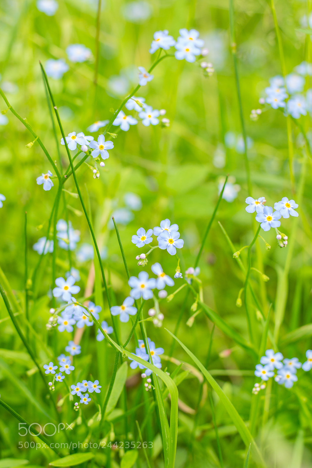 Nikon D3100 sample photo. Summer flowers photography