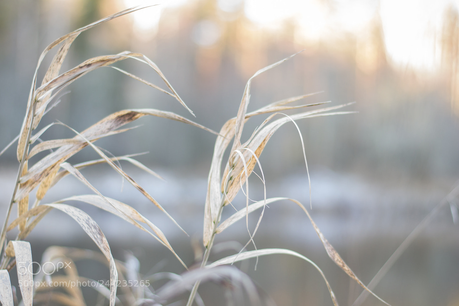 Nikon D3100 sample photo. Winter feeling photography
