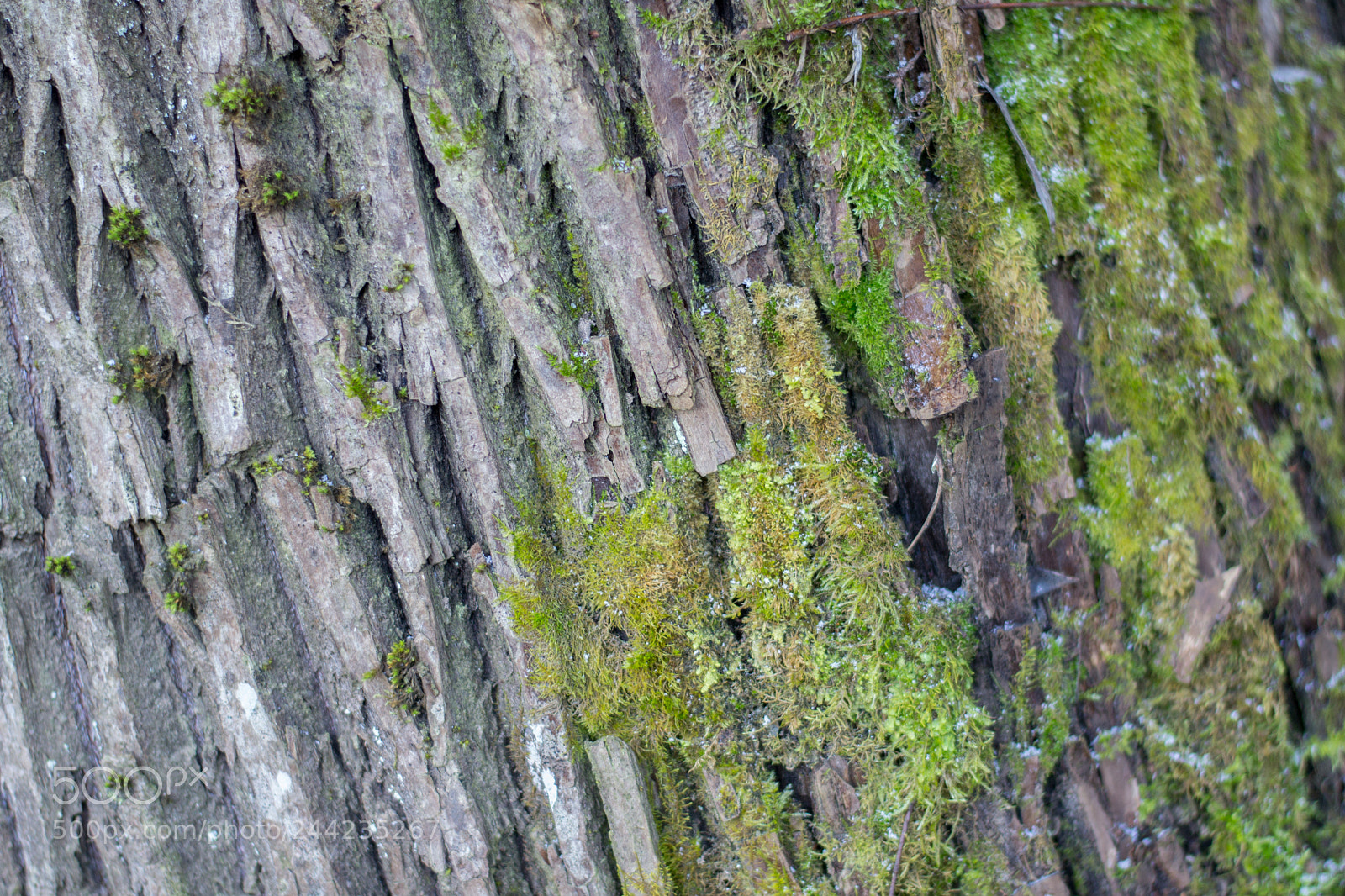 Nikon D3100 sample photo. Wood bark green photography