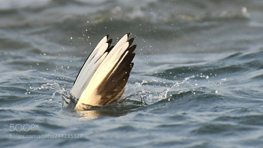 Nikon AF-S Nikkor 200-500mm F5.6E ED VR sample photo. Gull after prey photography