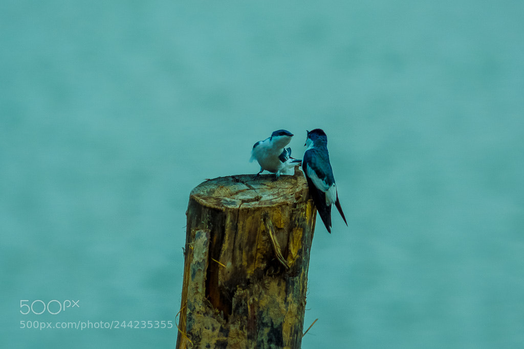Nikon D7100 sample photo. P ssaros no rio photography