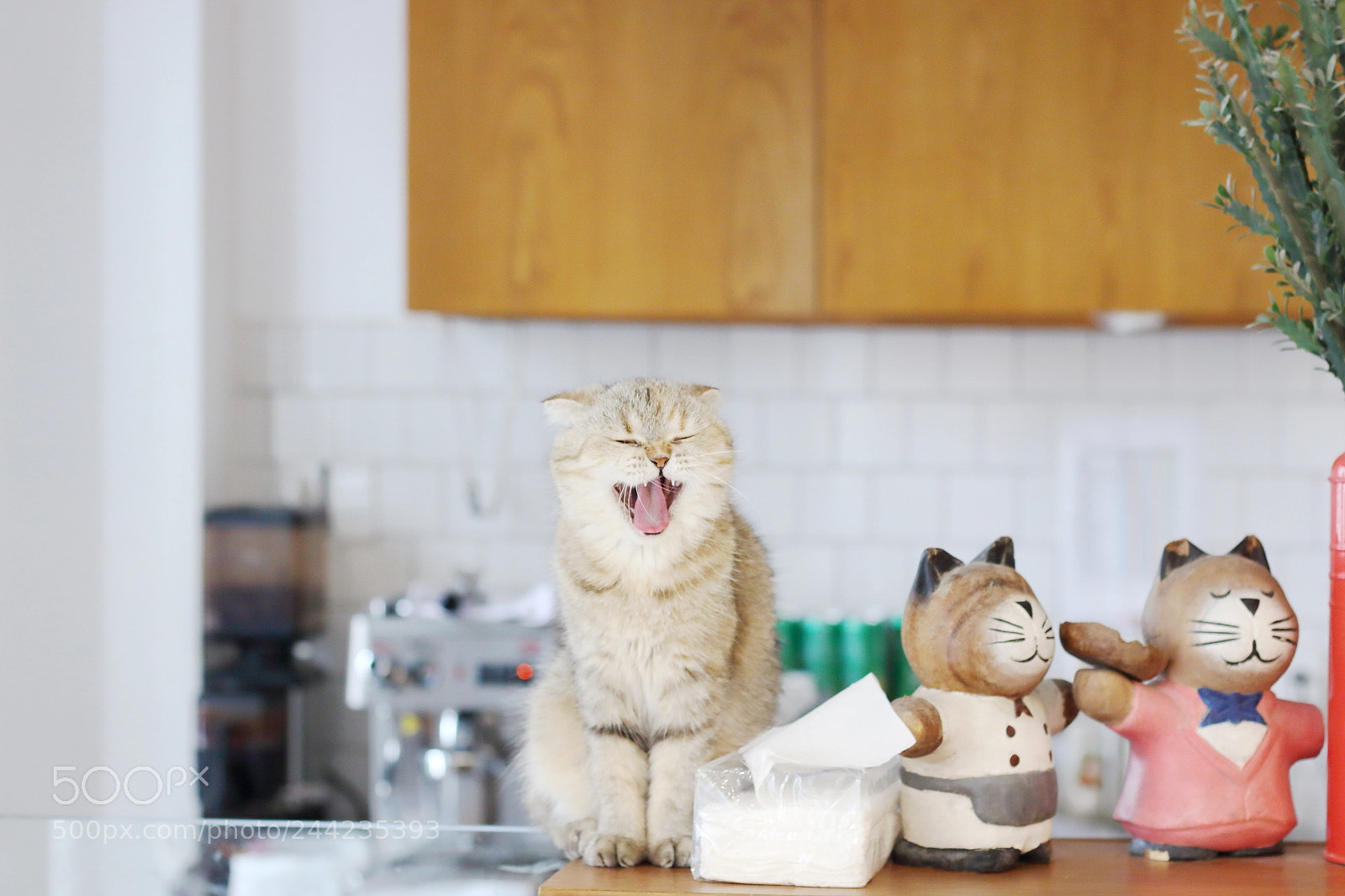 Canon EOS 700D (EOS Rebel T5i / EOS Kiss X7i) + Canon EF 50mm F1.8 STM sample photo. Sleepy cat photography