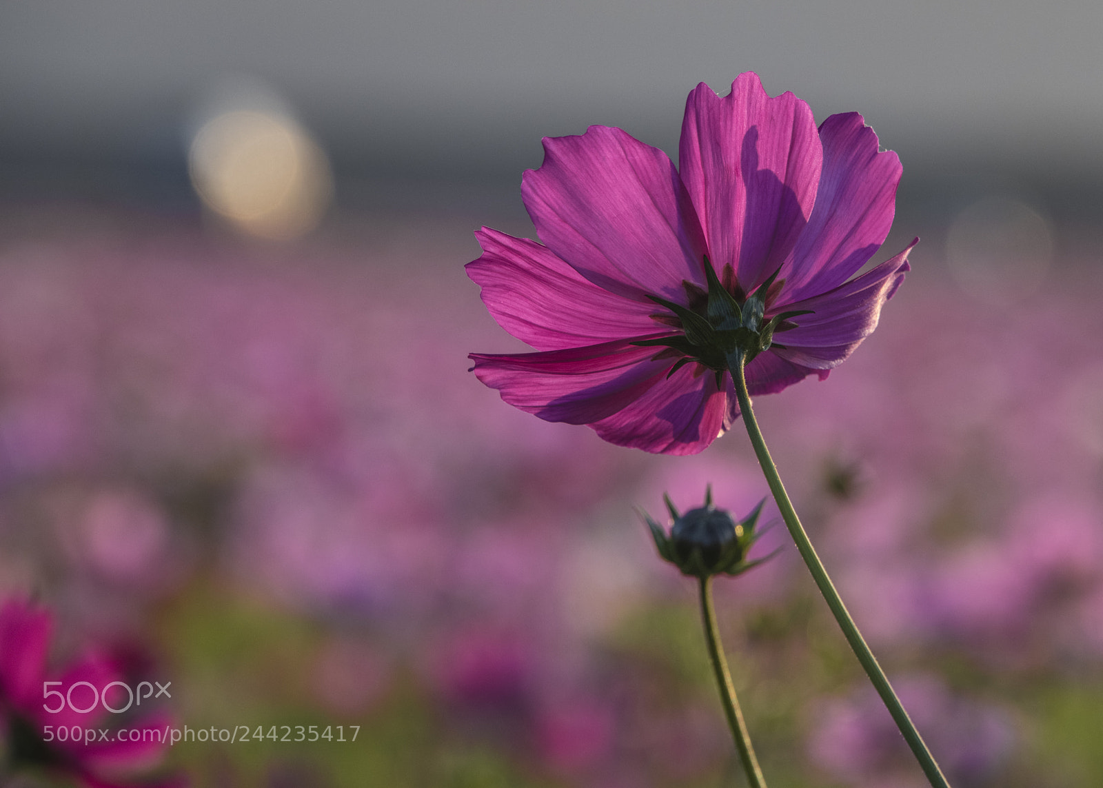 Nikon D850 sample photo. Flower in back photography