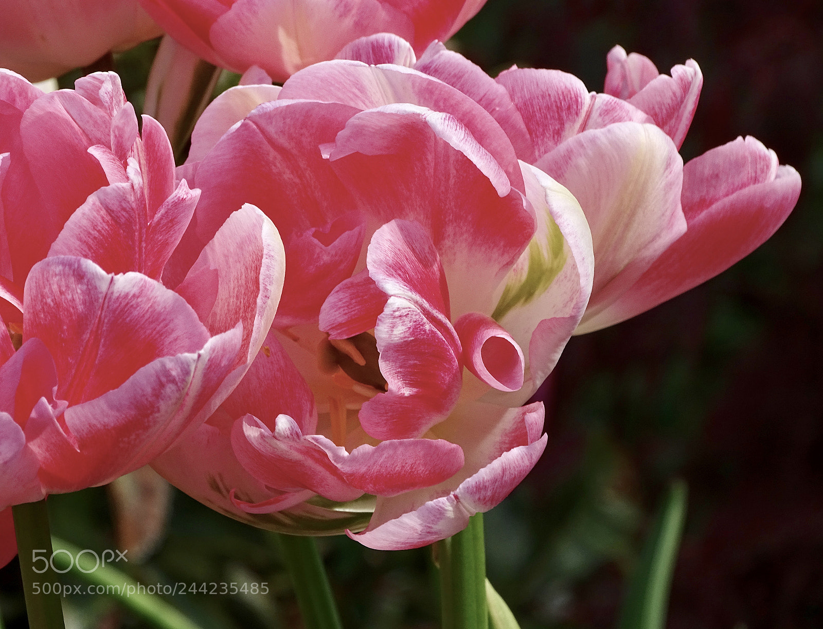 Sony Cyber-shot DSC-HX400V sample photo. Pink flowers.... photography
