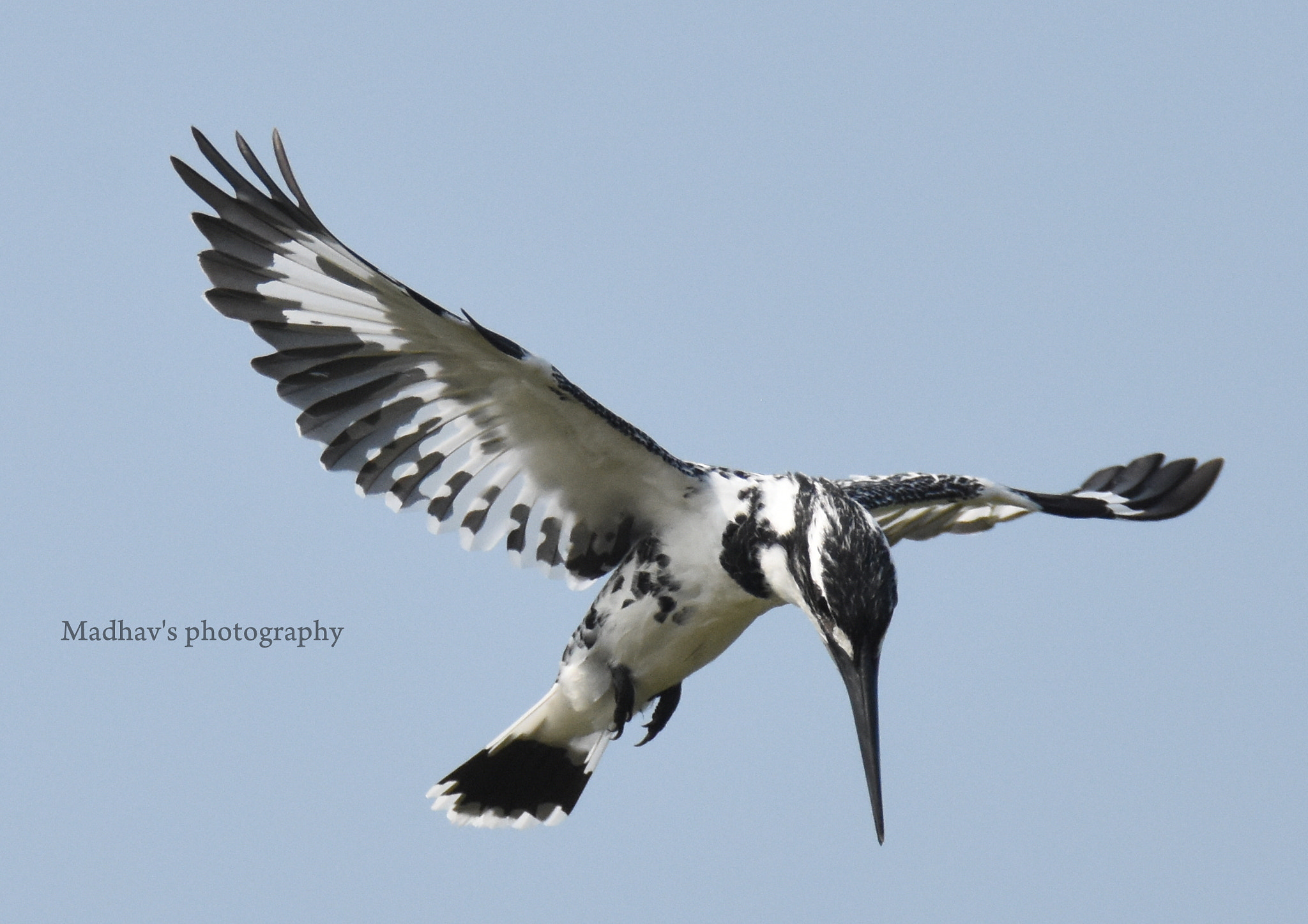 Nikon D7200 + Tamron SP 150-600mm F5-6.3 Di VC USD sample photo. Pied king fisher in air photography