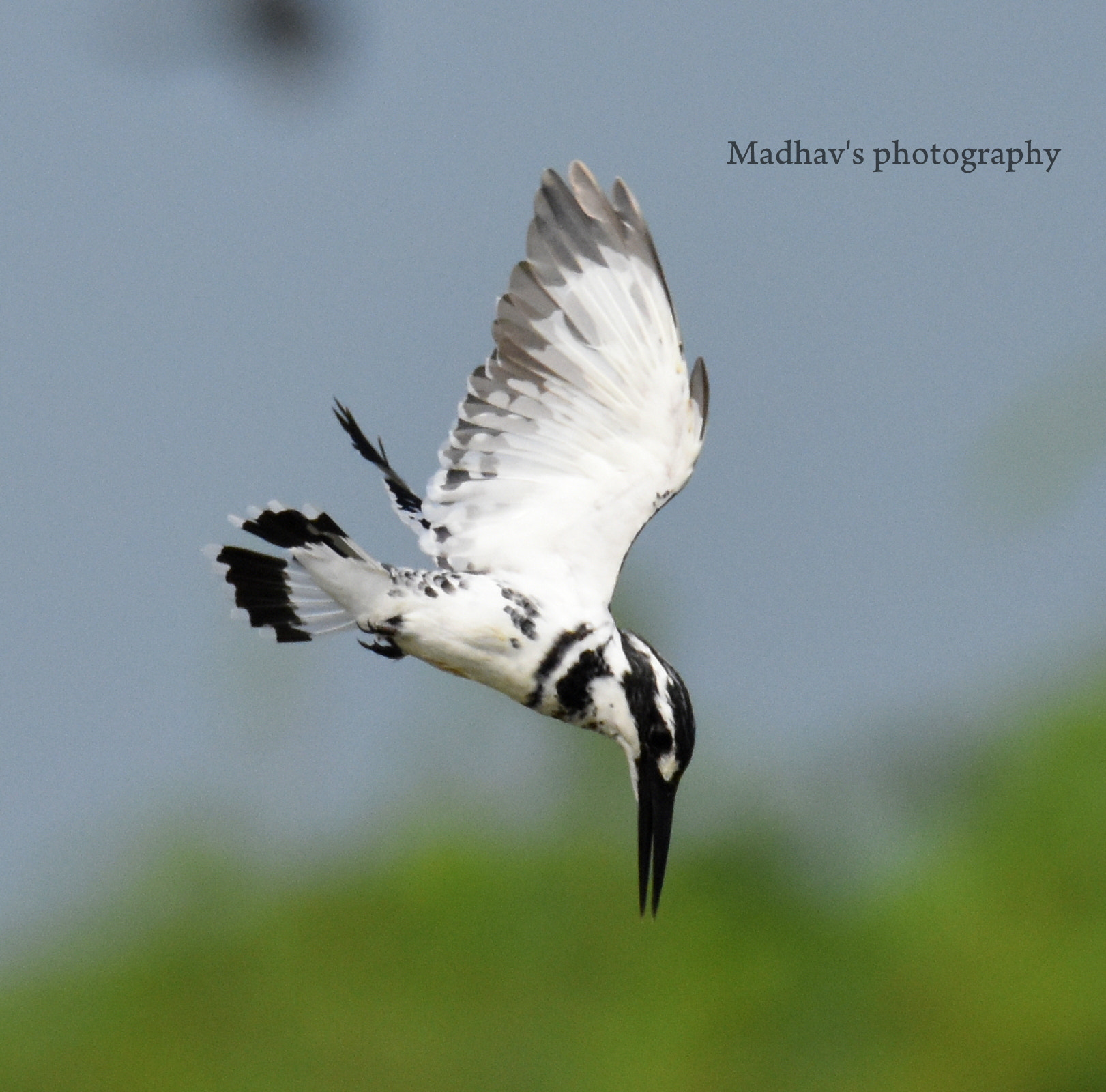 Nikon D7200 sample photo. Straight dive to the prey photography