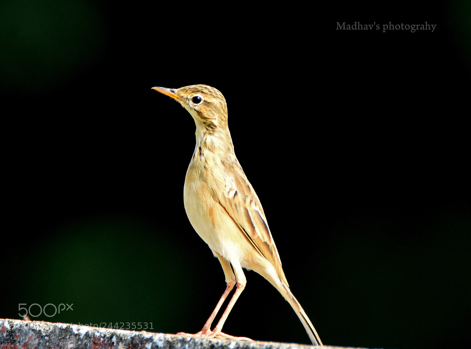 Nikon D7200 sample photo. Paddypipet photography