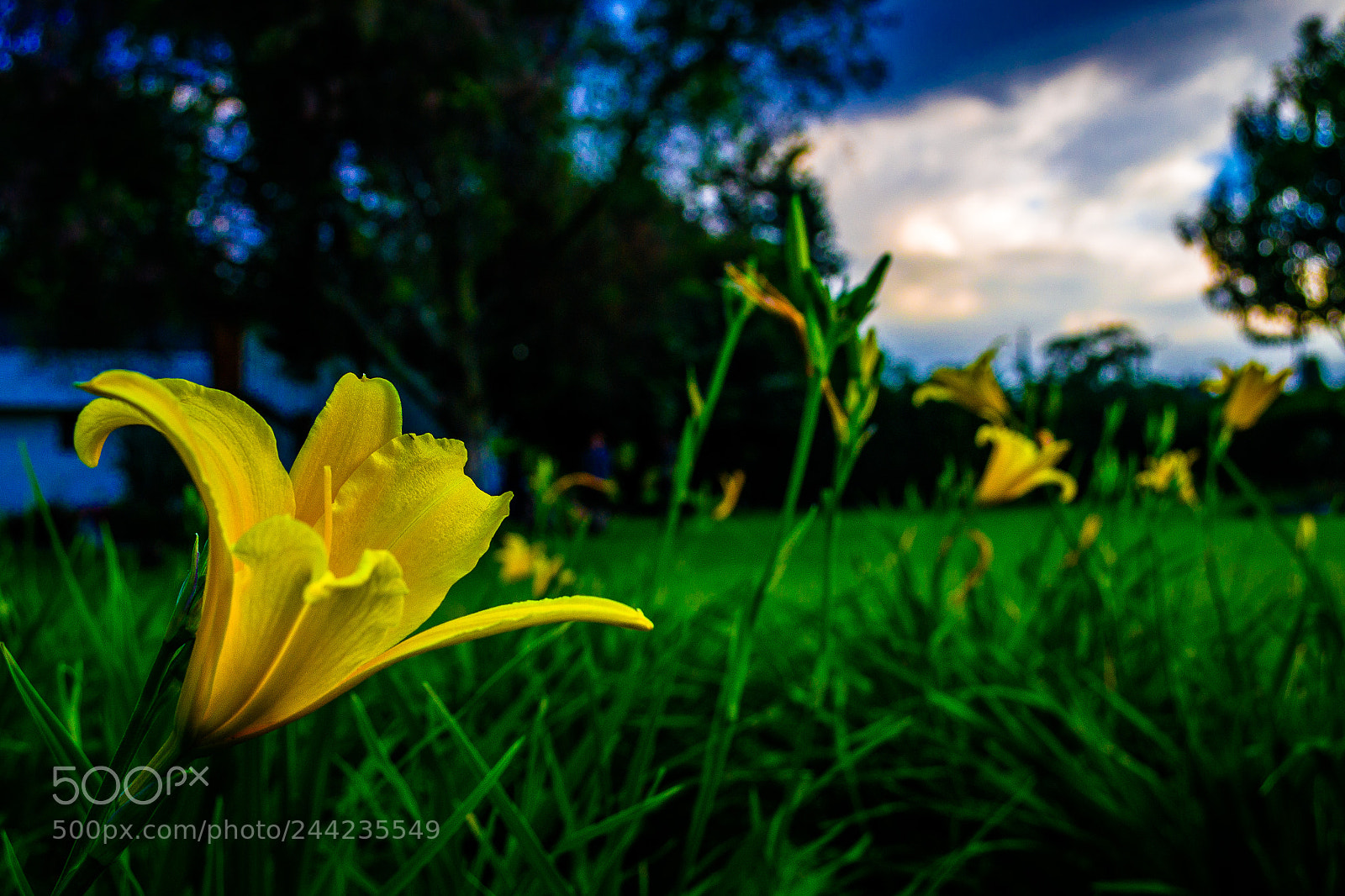 Nikon D3100 sample photo. Yellow photography