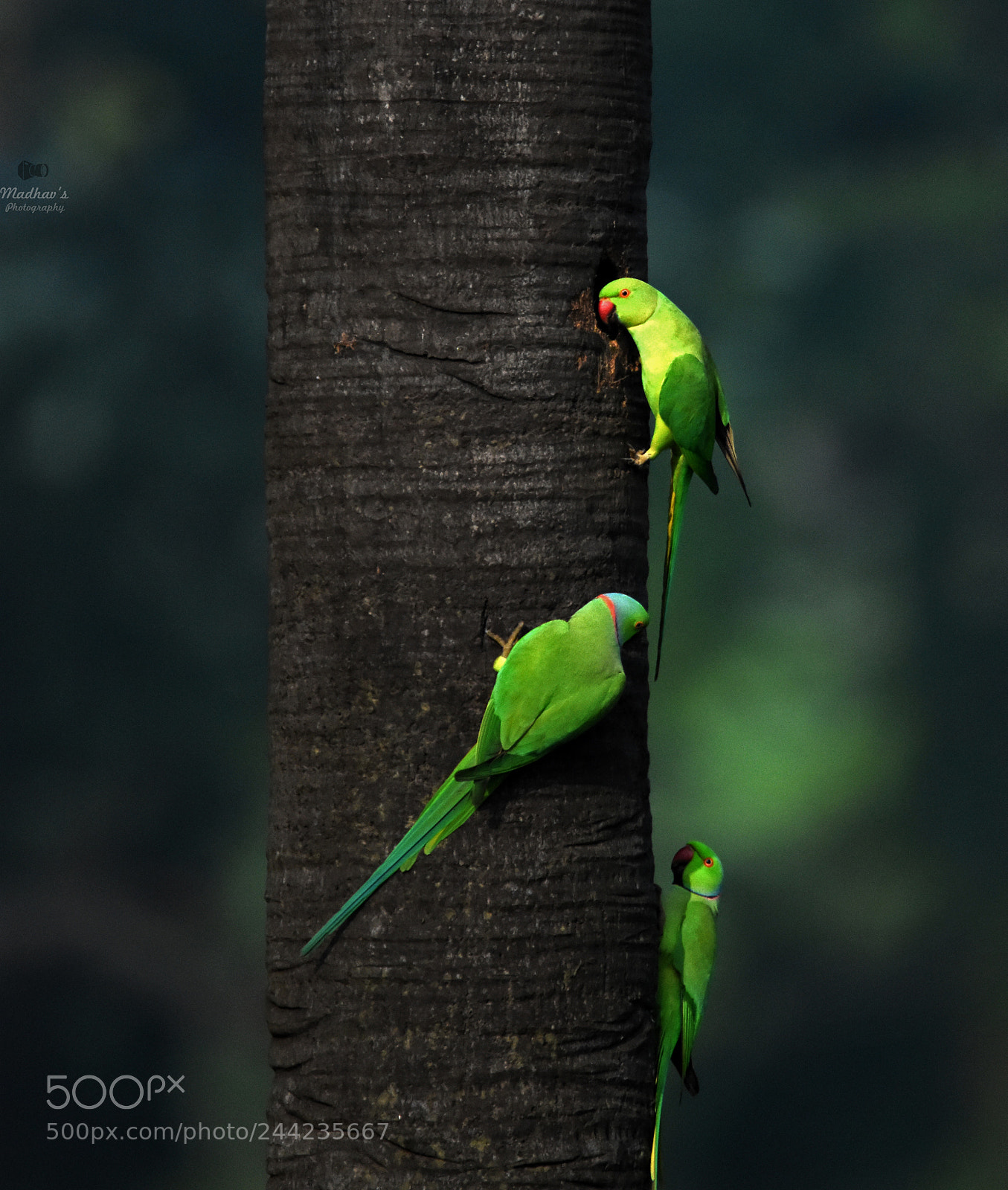 Nikon D7200 sample photo. Rose ring parakeets photography