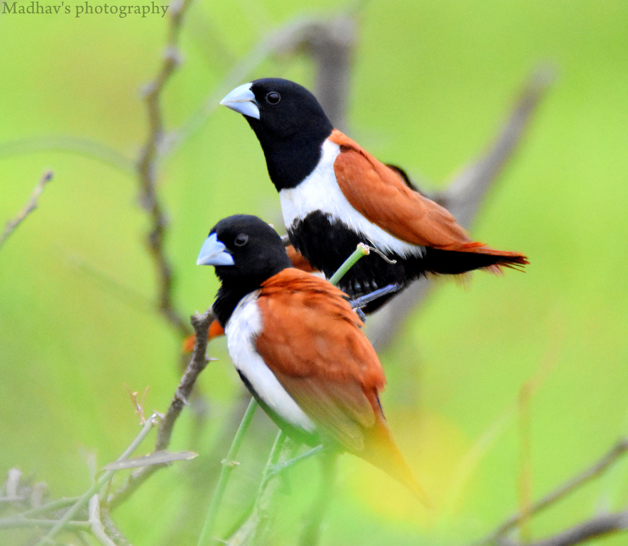 Nikon D7200 sample photo. Triicolor munia photography