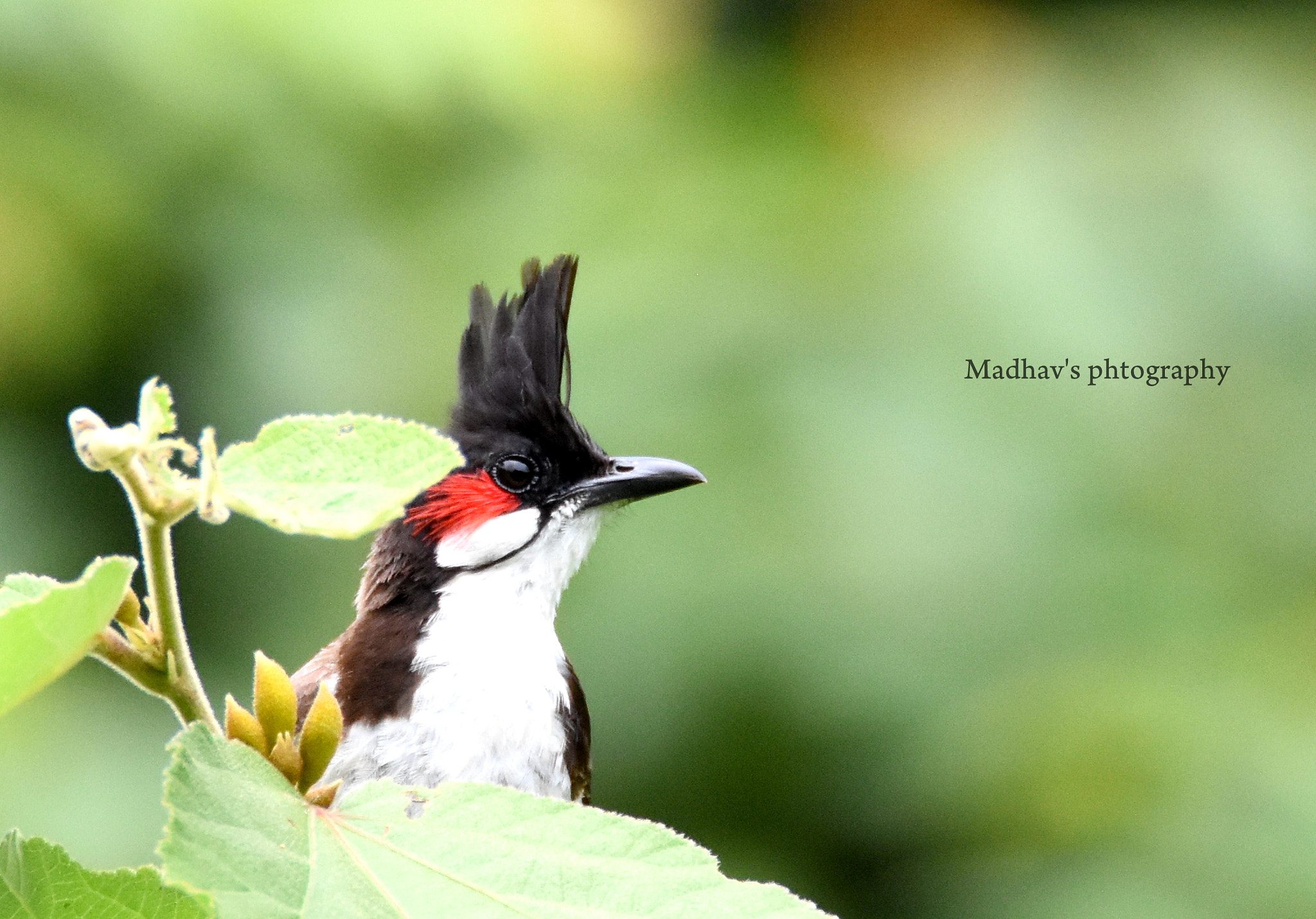 Nikon D7200 sample photo. White chesked bul bul photography