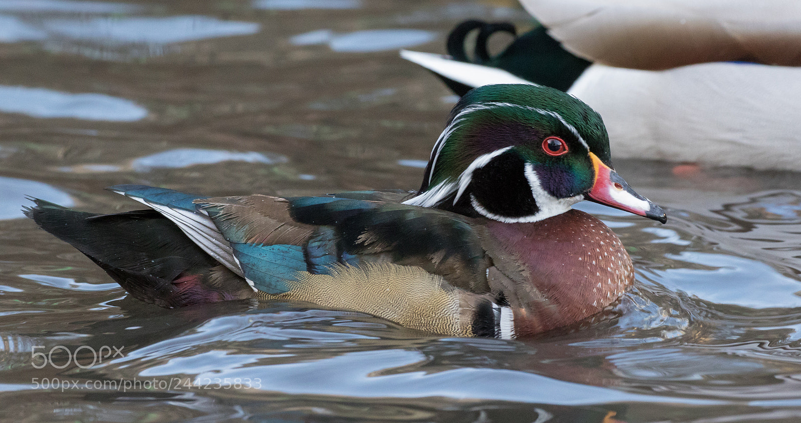 Canon EOS 7D Mark II sample photo. © lauren tucker photography photography