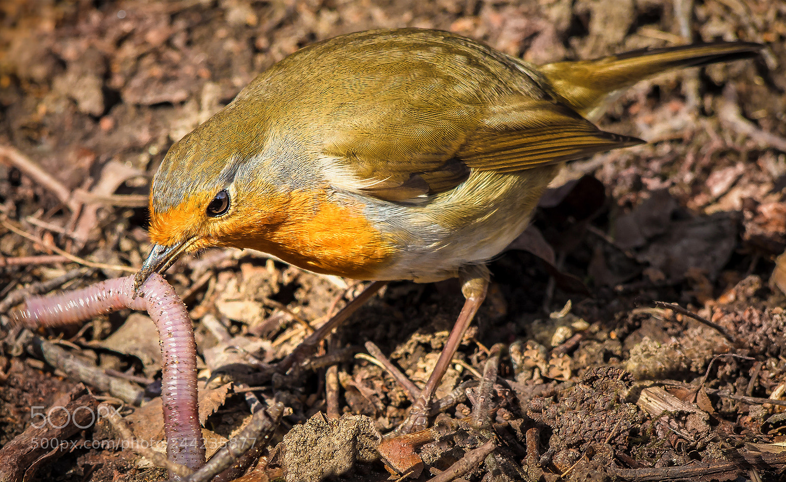 Olympus OM-D E-M5 sample photo. Early bird... photography