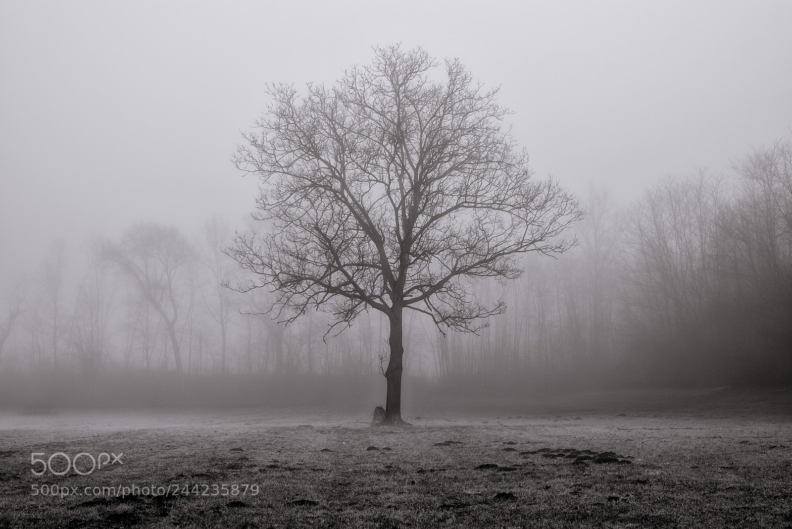 Nikon D810 sample photo. Isolated tree photography
