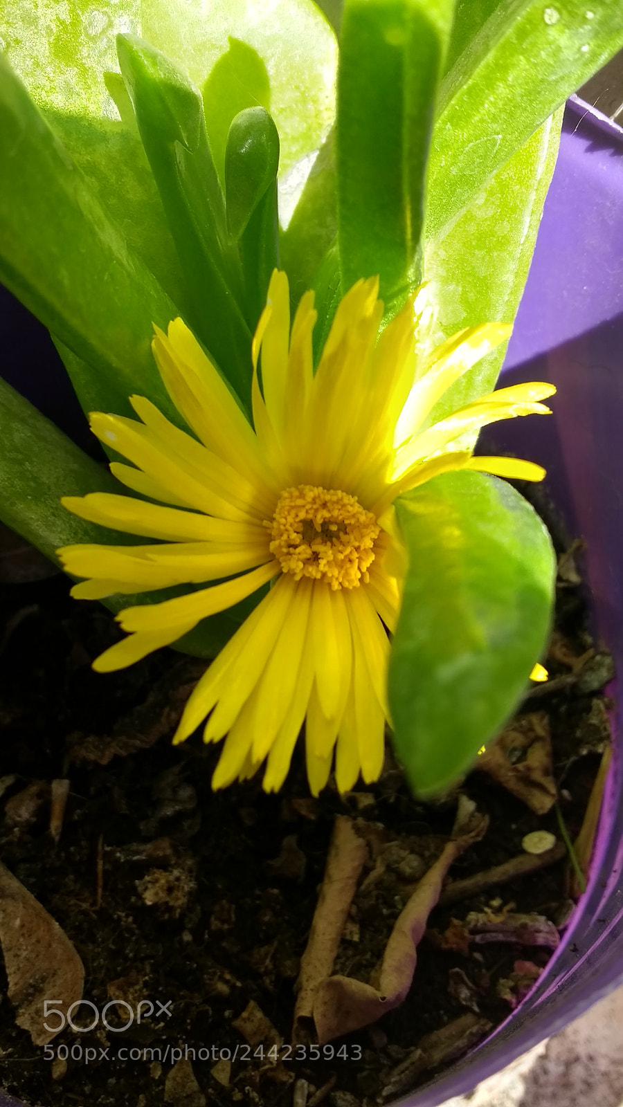 Motorola Moto G (4) sample photo. Untitled photography