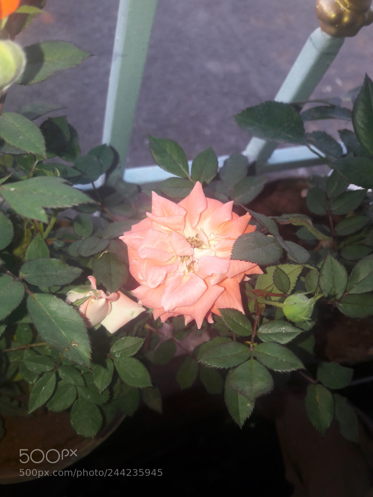 Samsung Galaxy A5(2016) sample photo. Untitled photography