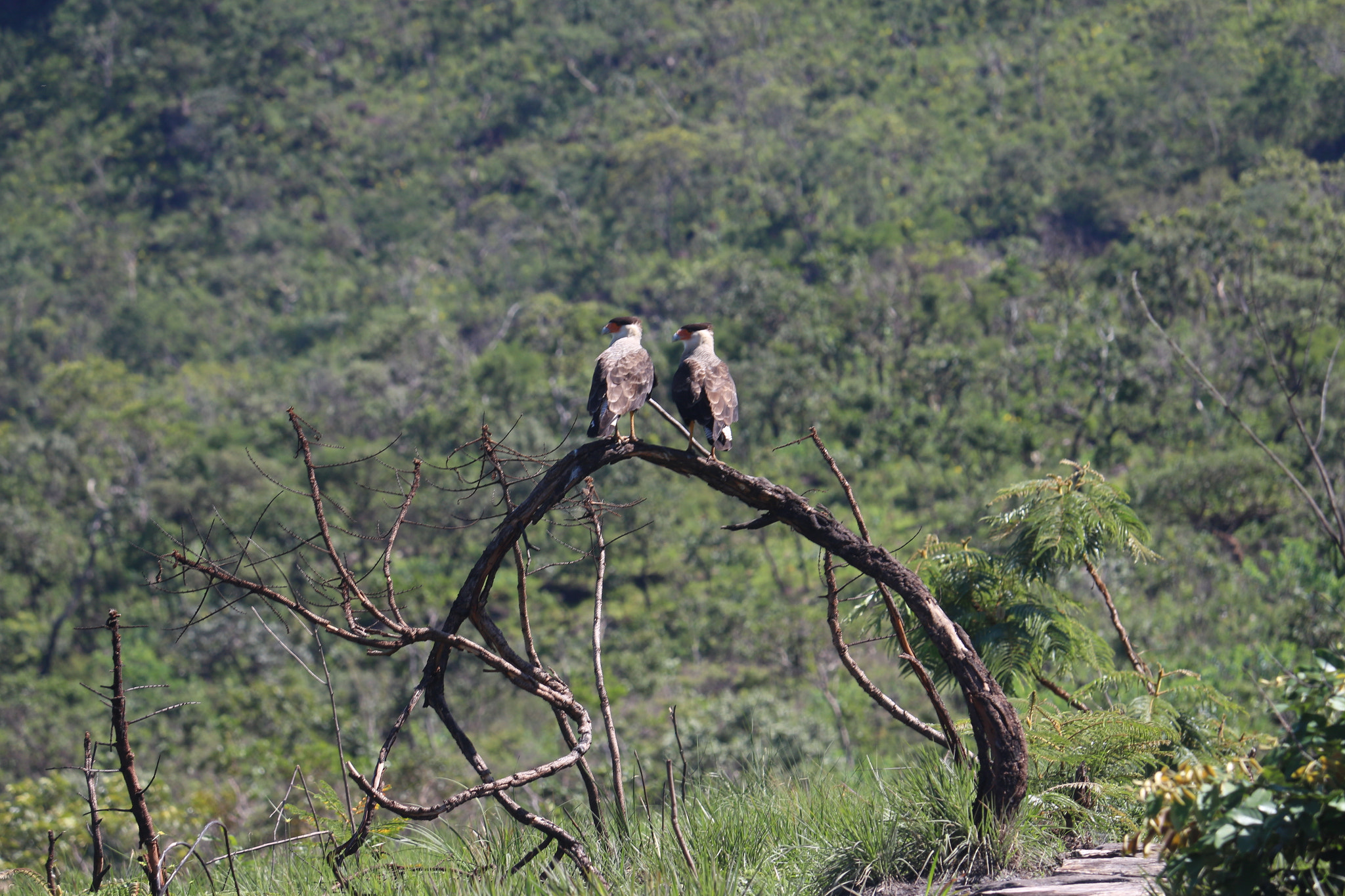 Canon EF-S 55-250mm F4-5.6 IS STM sample photo. Carcará () photography