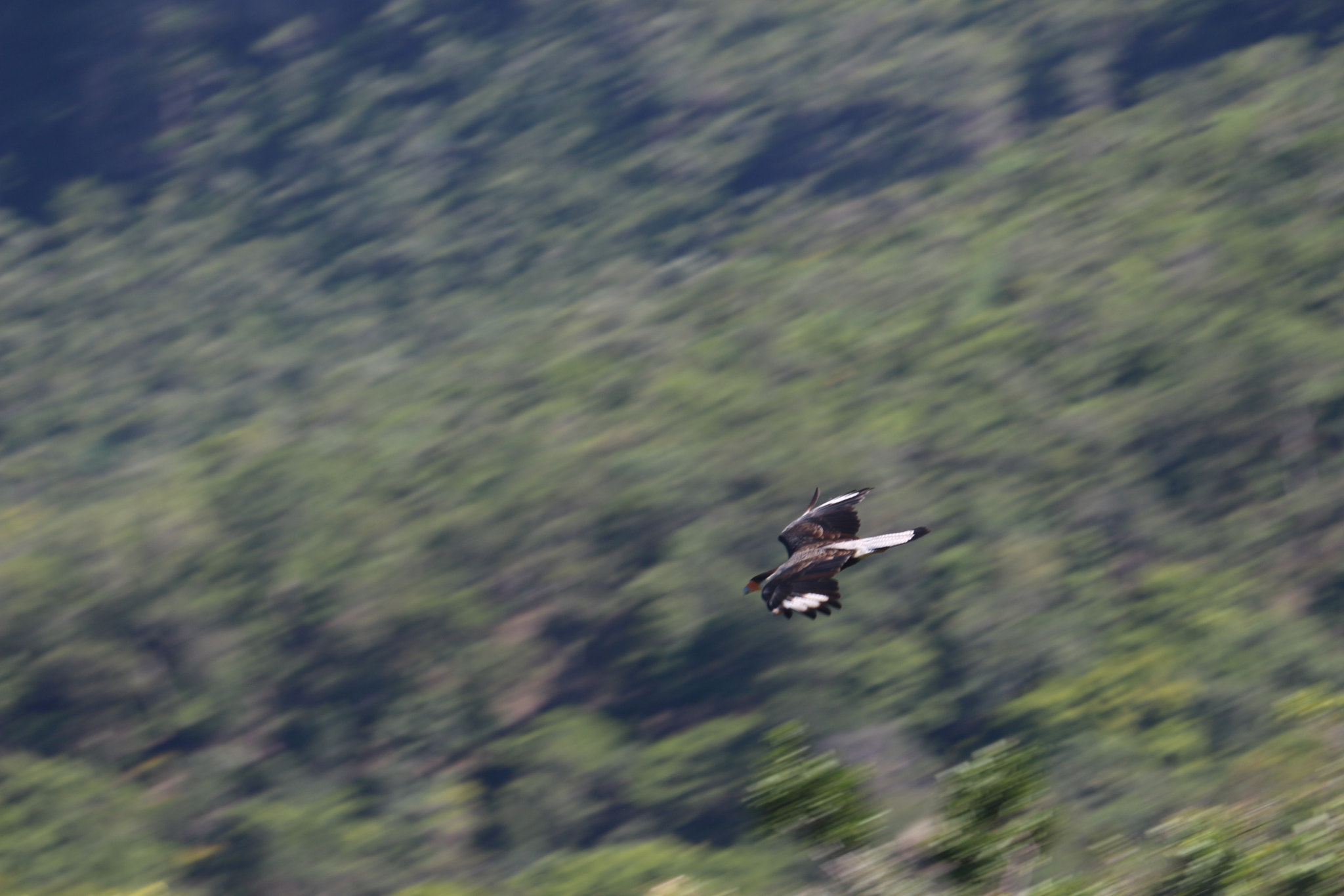 Canon EF-S 55-250mm F4-5.6 IS STM sample photo. Carcará () photography