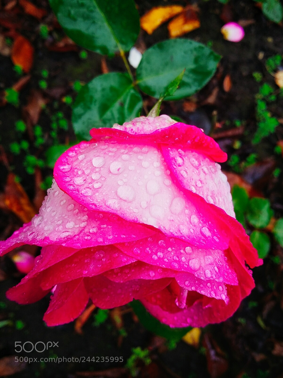 Samsung Galaxy Grand Prime sample photo. Lluvia photography