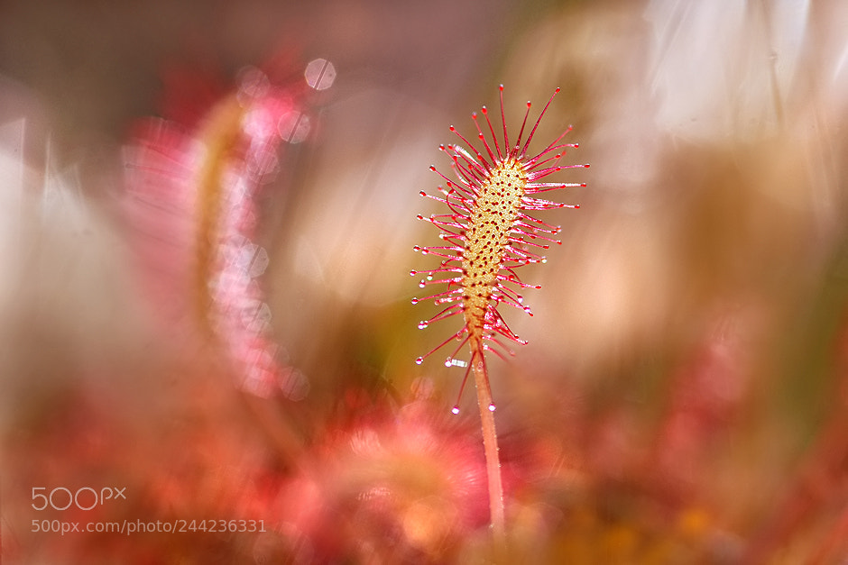 Nikon D80 sample photo. Sundew photography