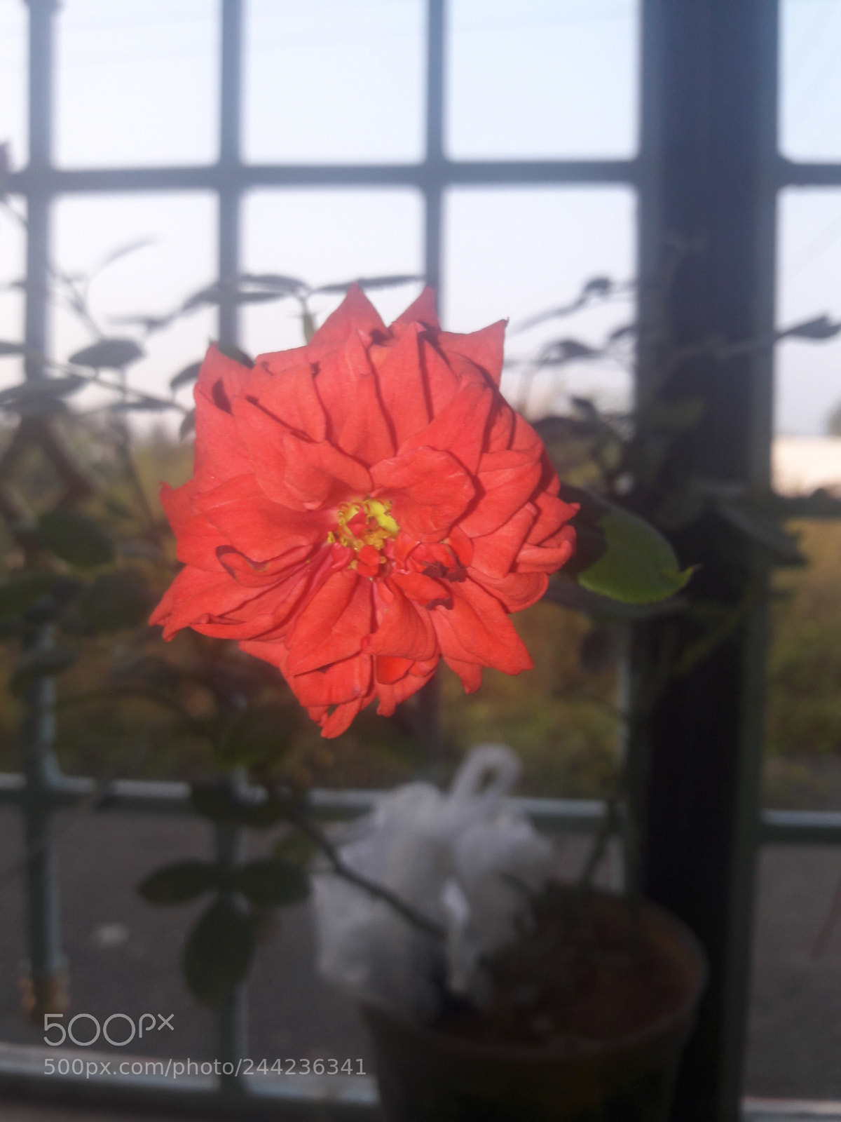 Samsung Galaxy A5(2016) sample photo. Untitled photography