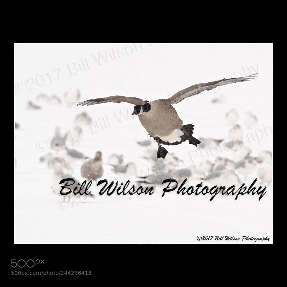 Nikon D500 sample photo. Canada goose landing in photography