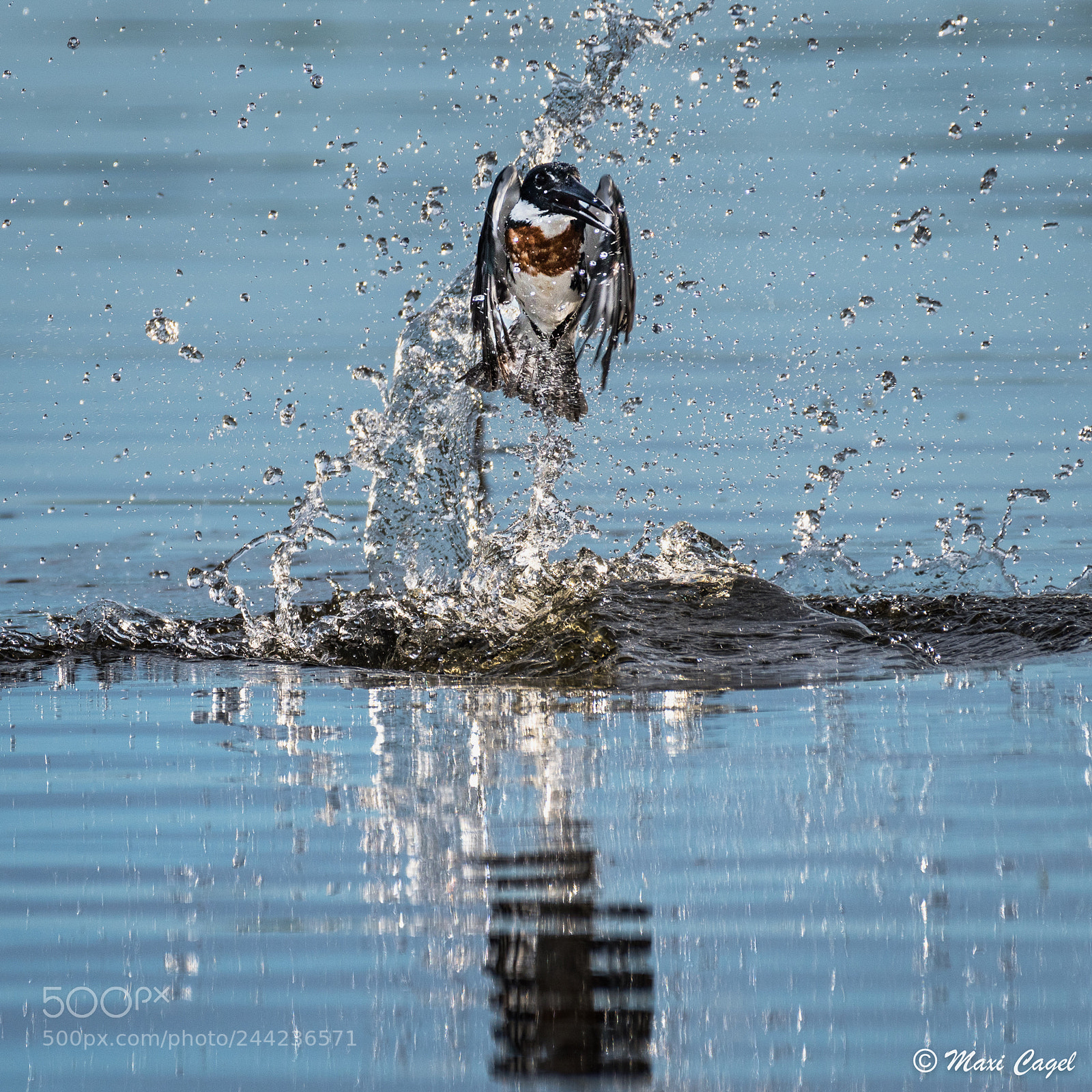 Nikon D500 sample photo. Splash photography