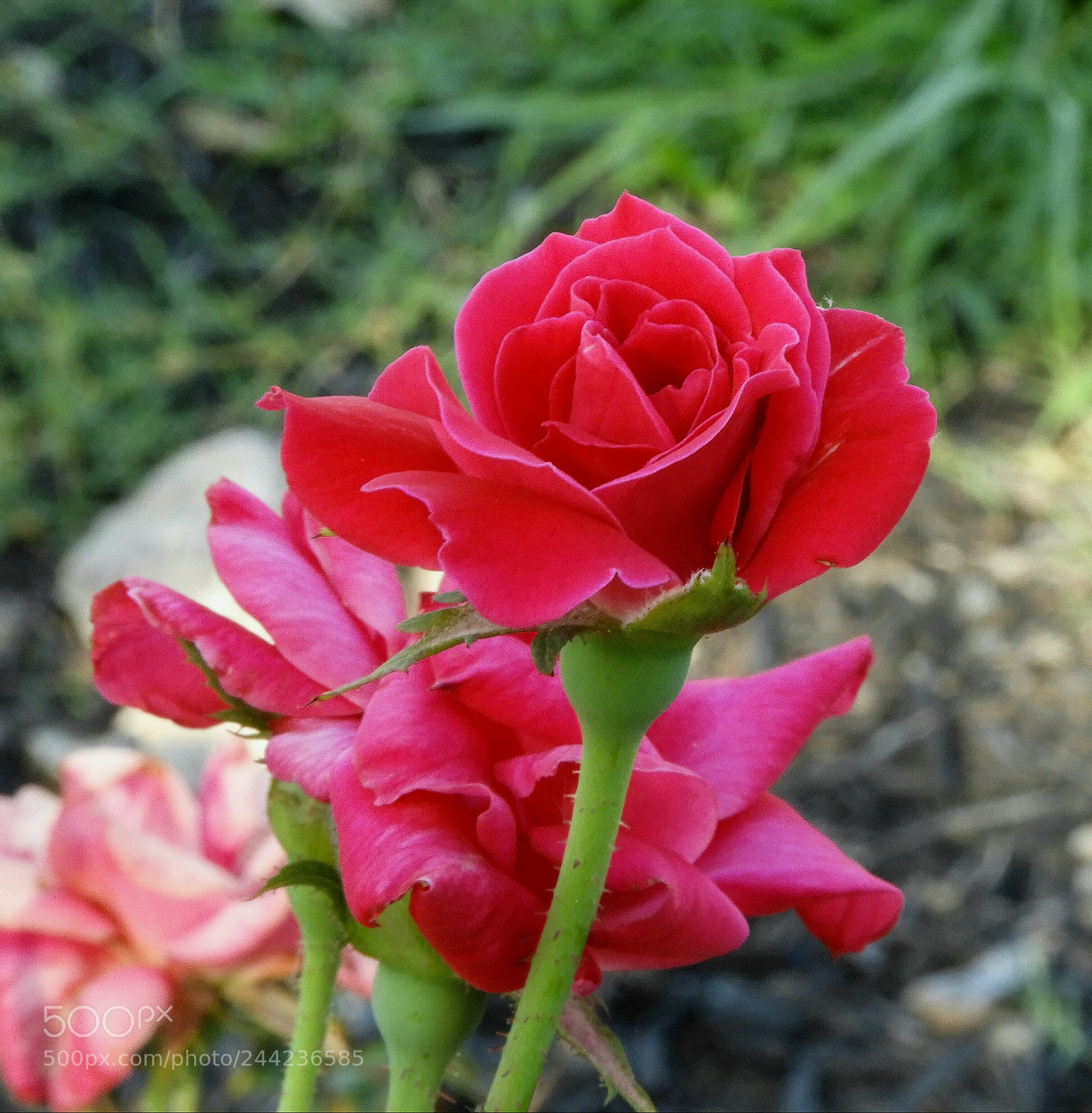 Nikon Coolpix B700 sample photo. Rose photography