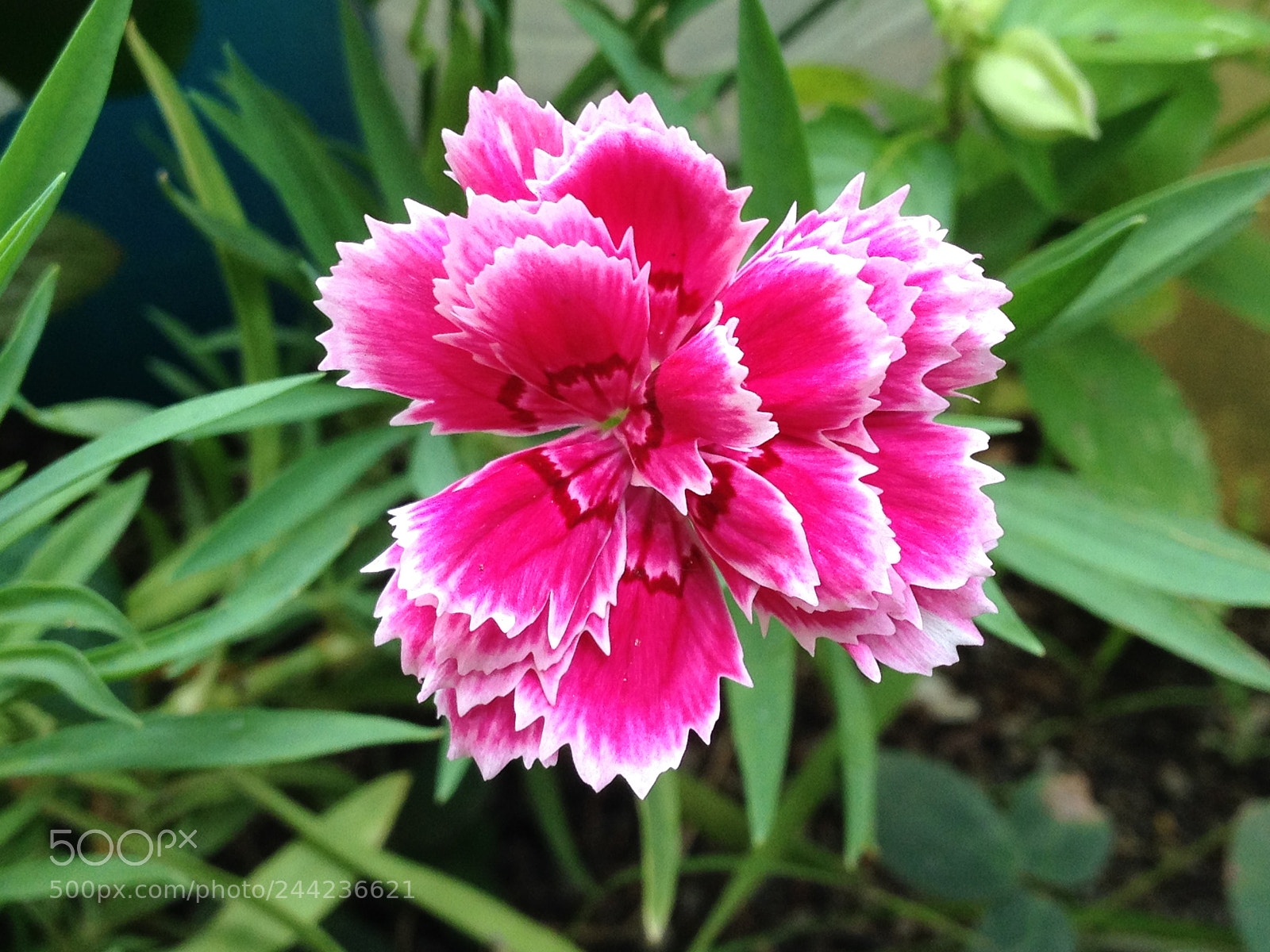 Apple iPhone 4S sample photo. Be like a flower photography