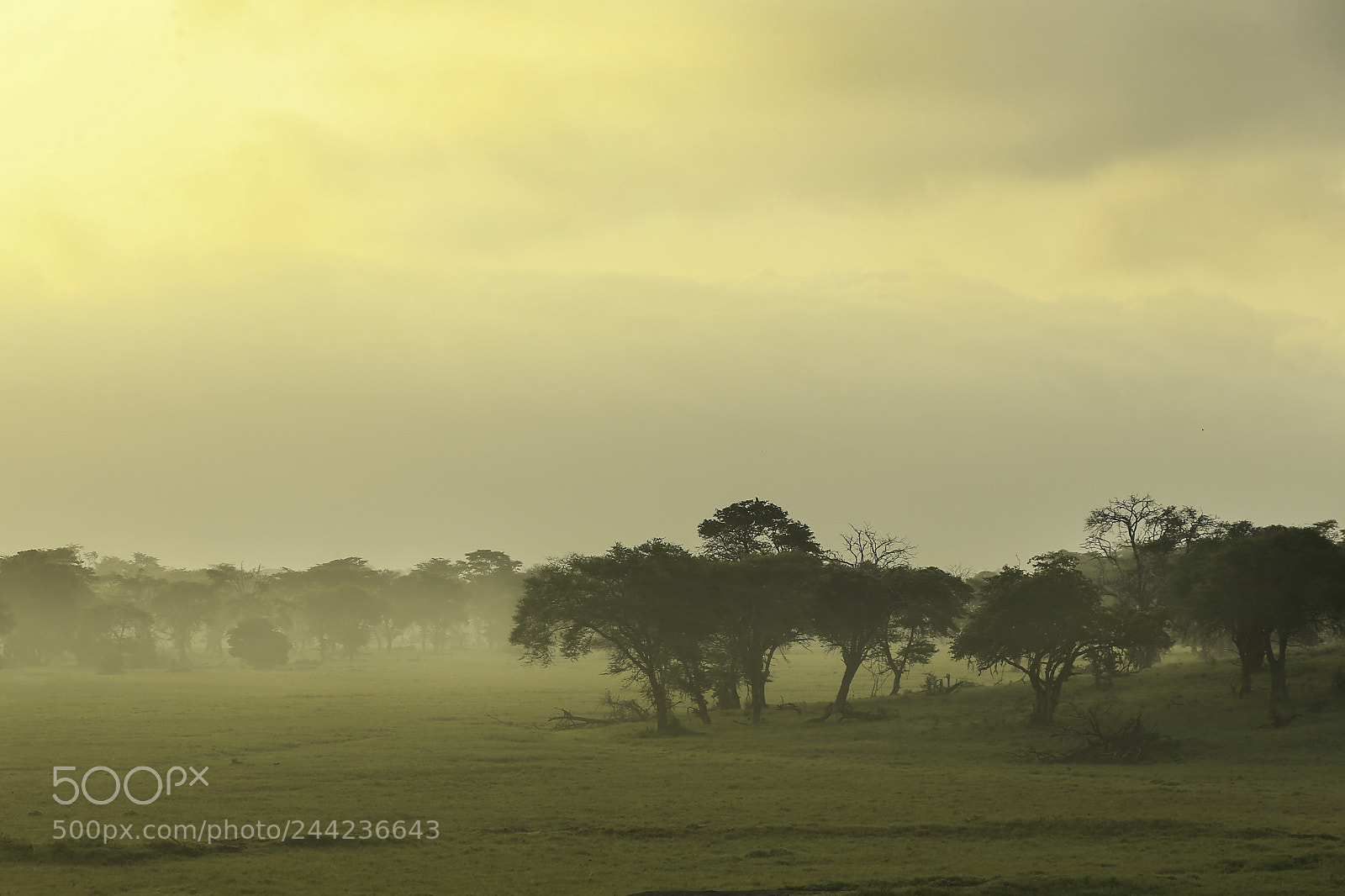 Canon EOS-1D X sample photo. Dawn in the savannah photography