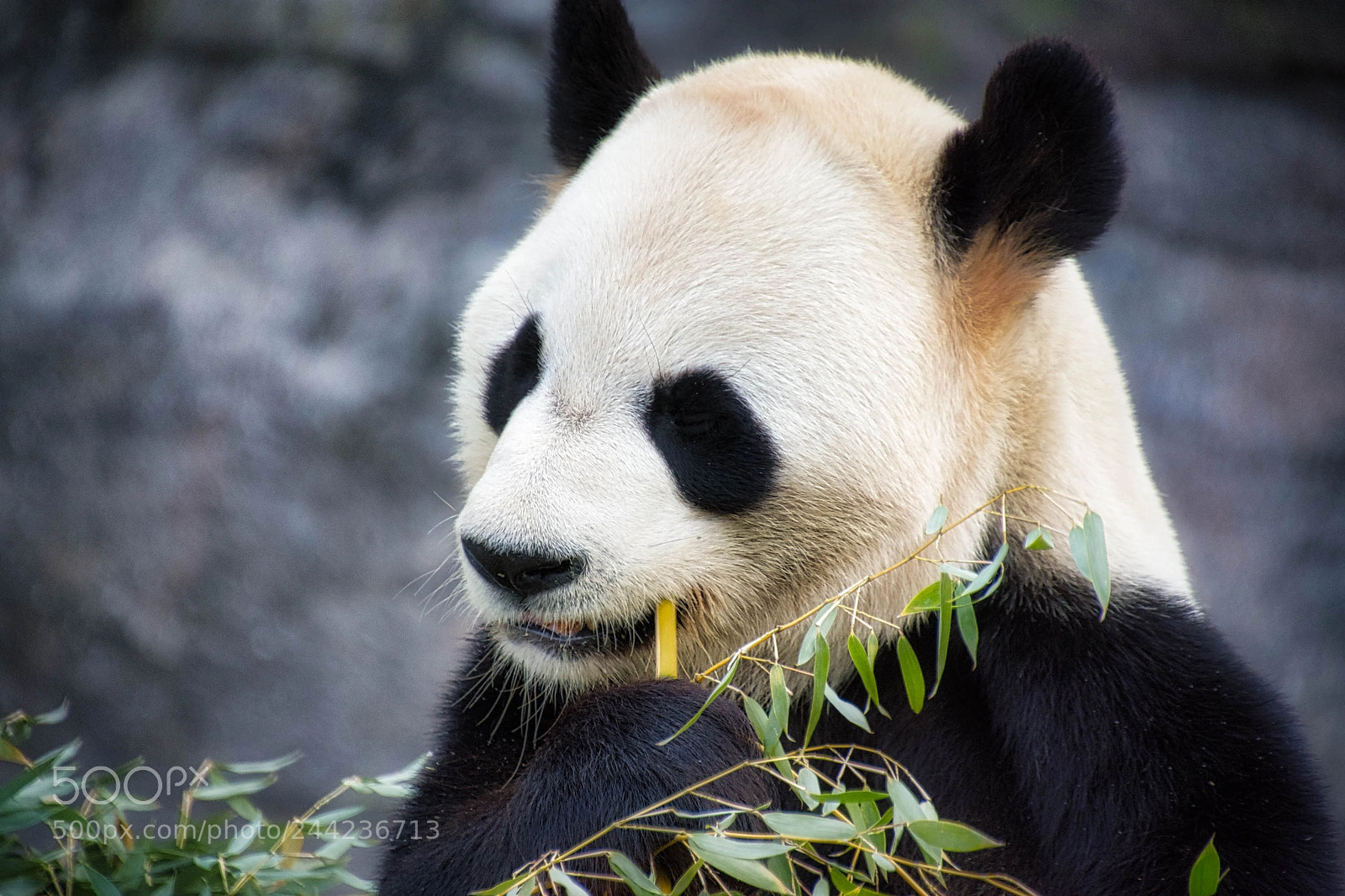 Nikon D7200 sample photo. Toronto zoo luminar2018 photography