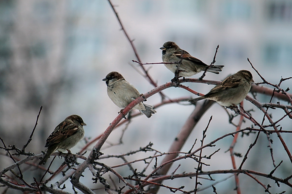 Canon EF-S 55-250mm F4-5.6 IS sample photo. Городские птицы photography