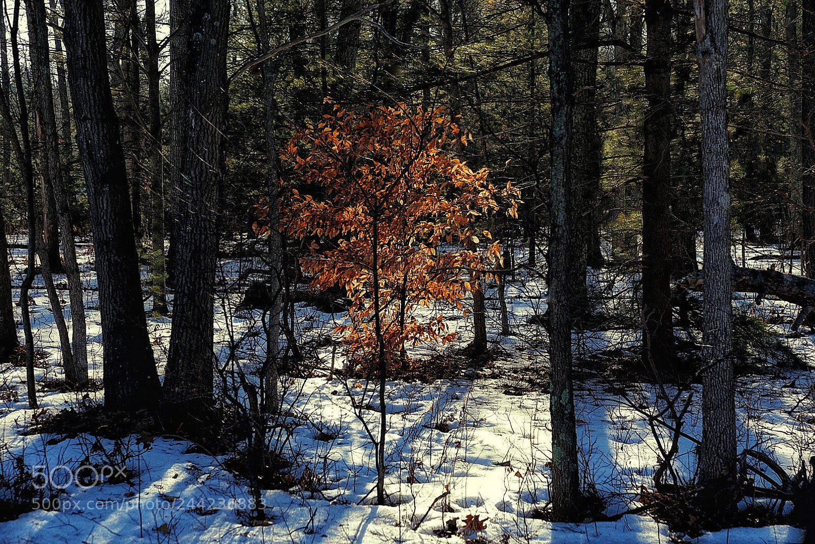 Sony a7 II sample photo. Michigan us 31 photography