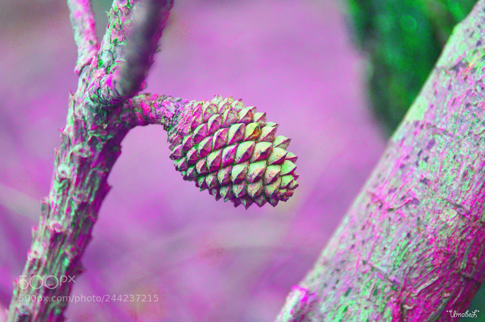 Nikon D3200 sample photo. Pinéal photography