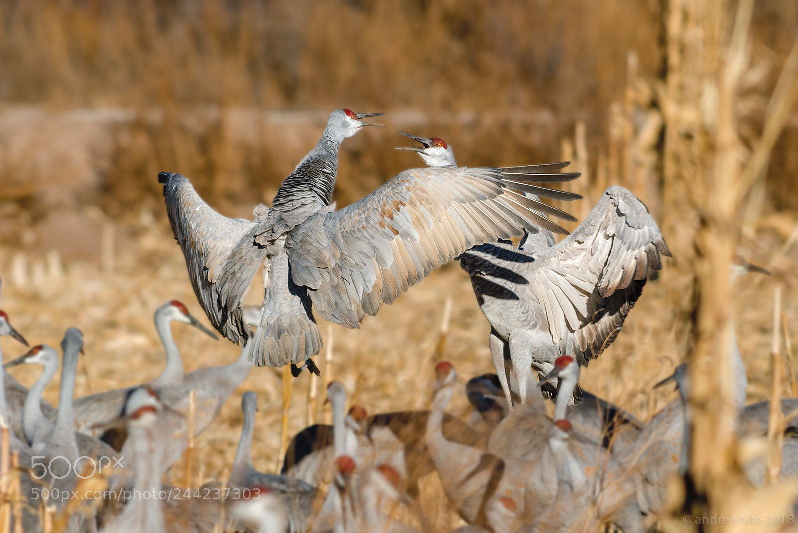 Nikon D800 sample photo. I disagree. photography