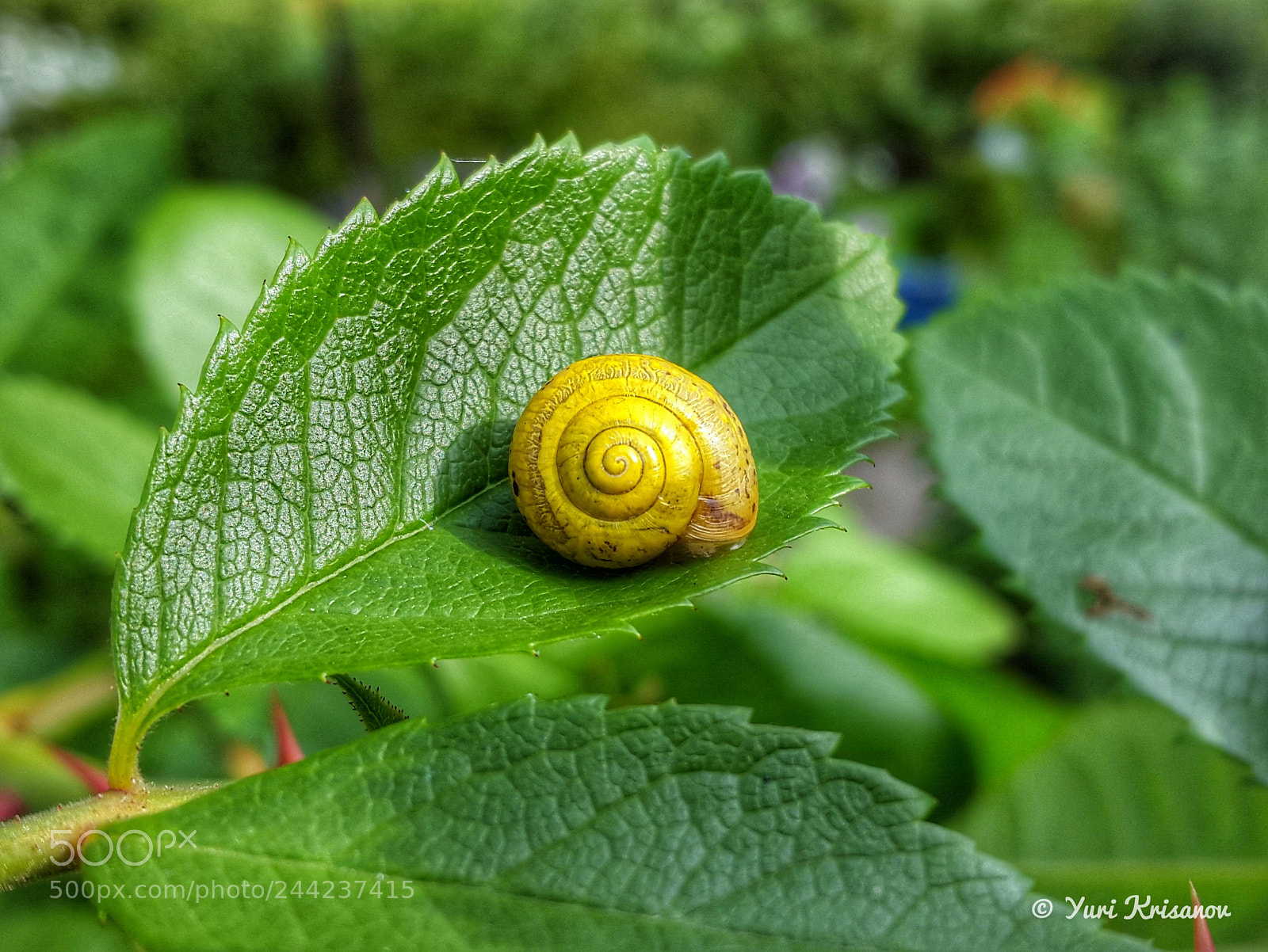 Samsung Galaxy Alpha sample photo. A small snail is photography