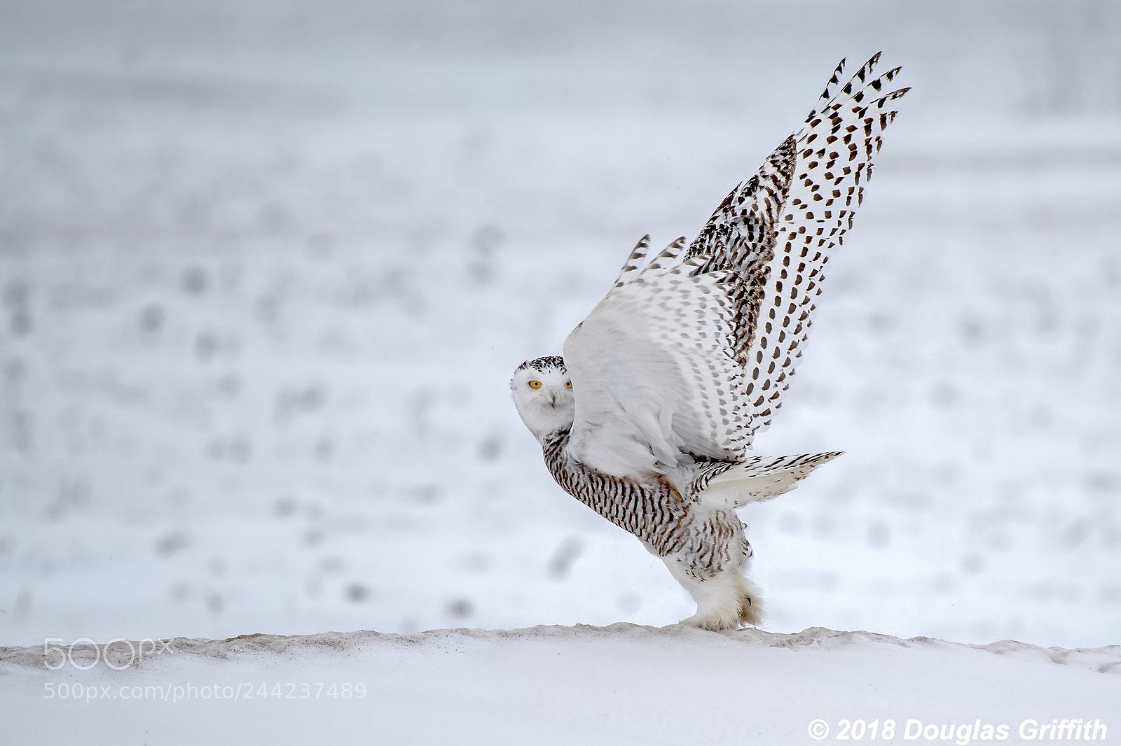 Nikon D500 sample photo. Take off female snowy photography