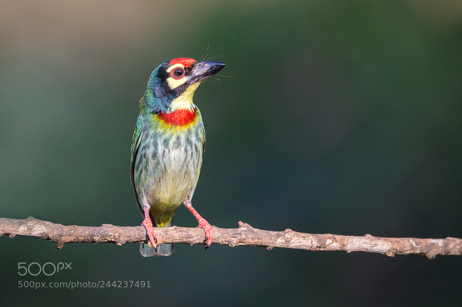 Nikon D610 sample photo. Coppersmith barbet photography