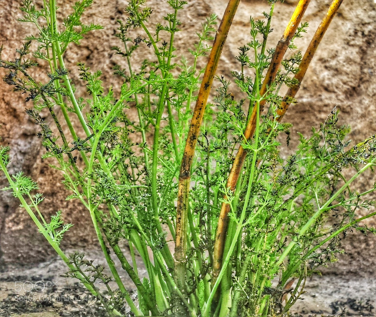 Samsung Galaxy S4 sample photo. Mossy flower photography