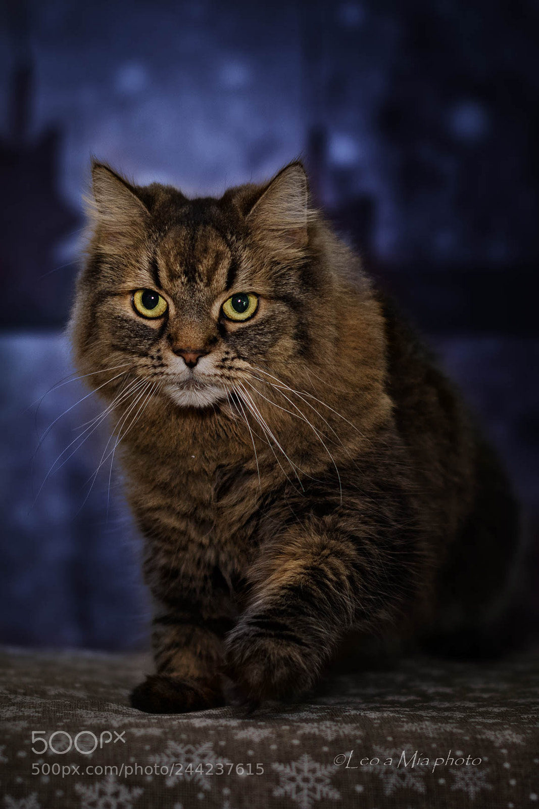 Nikon D7100 sample photo. Dangerous mia :) photography