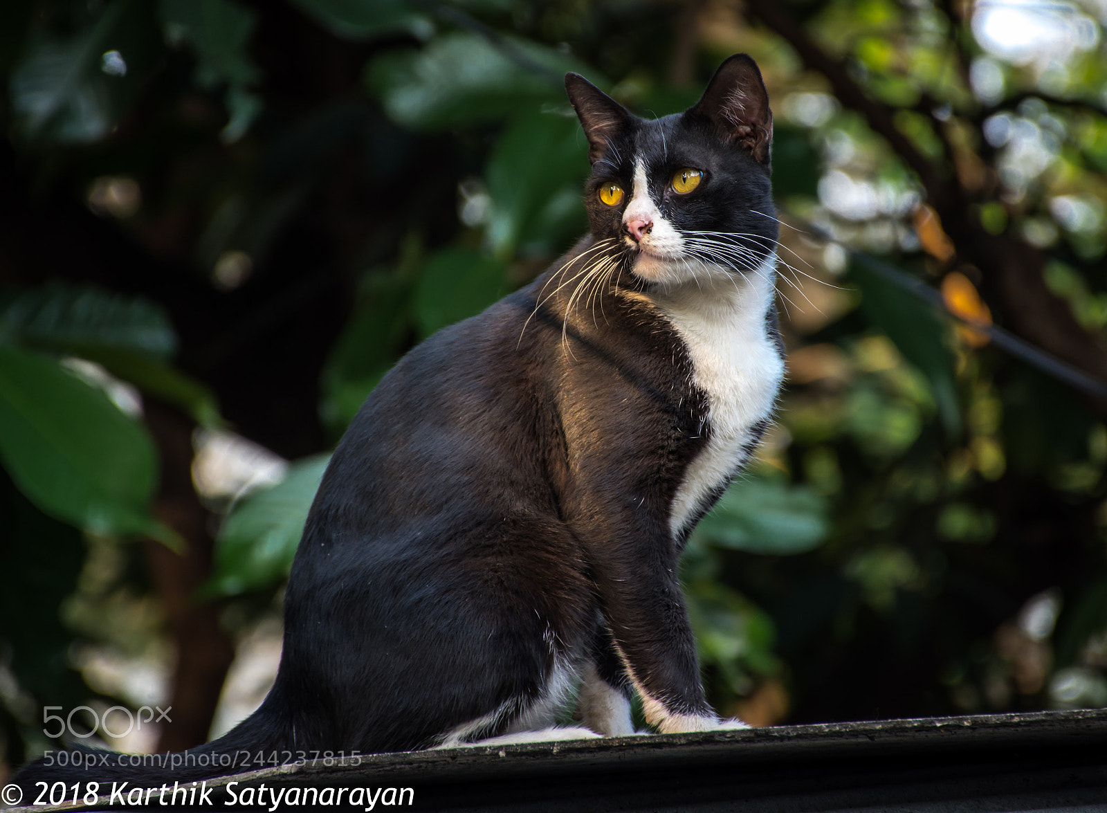 Nikon D7200 sample photo. Street cat photography