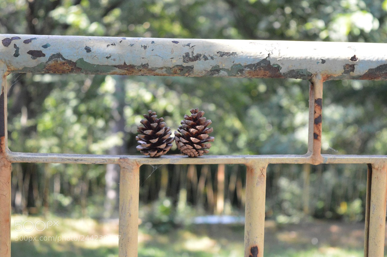 Nikon D3200 sample photo. Just still photography