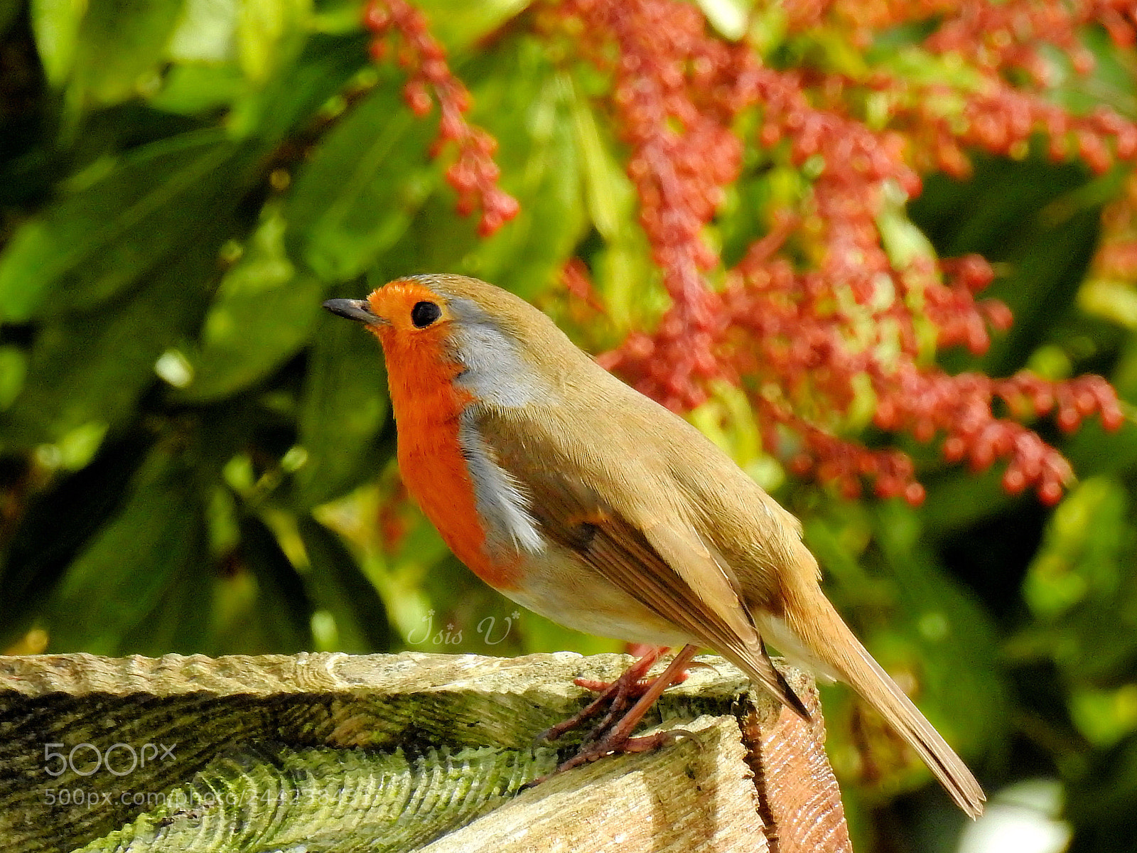 Nikon Coolpix P900 sample photo. Robin photography