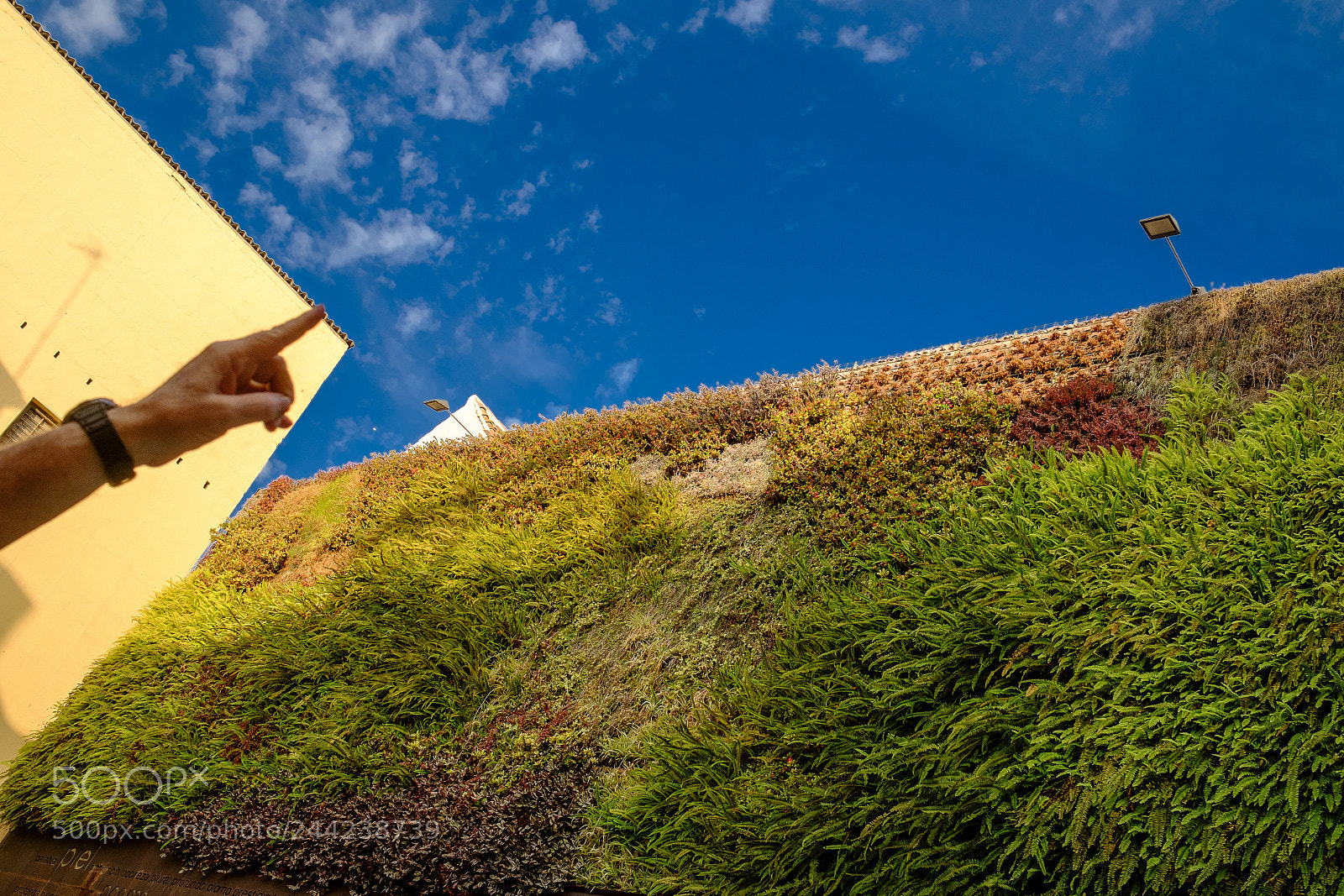 Fujifilm X-E1 sample photo. Apuntando al cielo photography