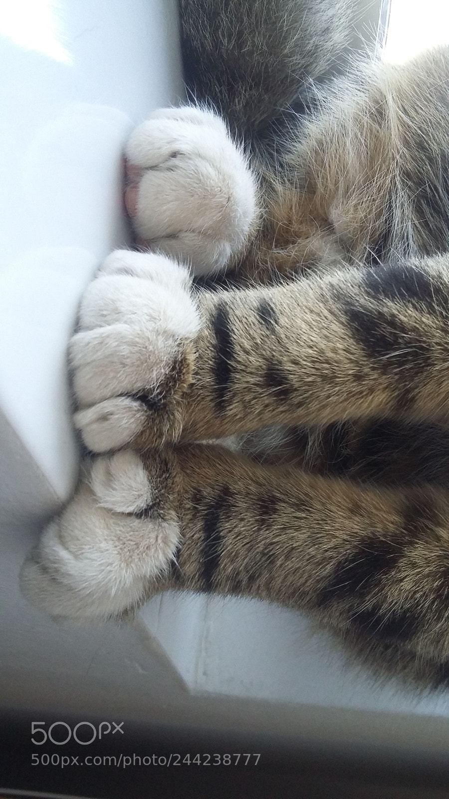 Samsung Galaxy Grand Prime sample photo. White paws photography