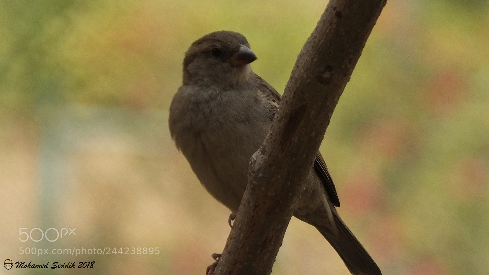 Fujifilm FinePix HS50 EXR sample photo. Young egyptian sparrow photography
