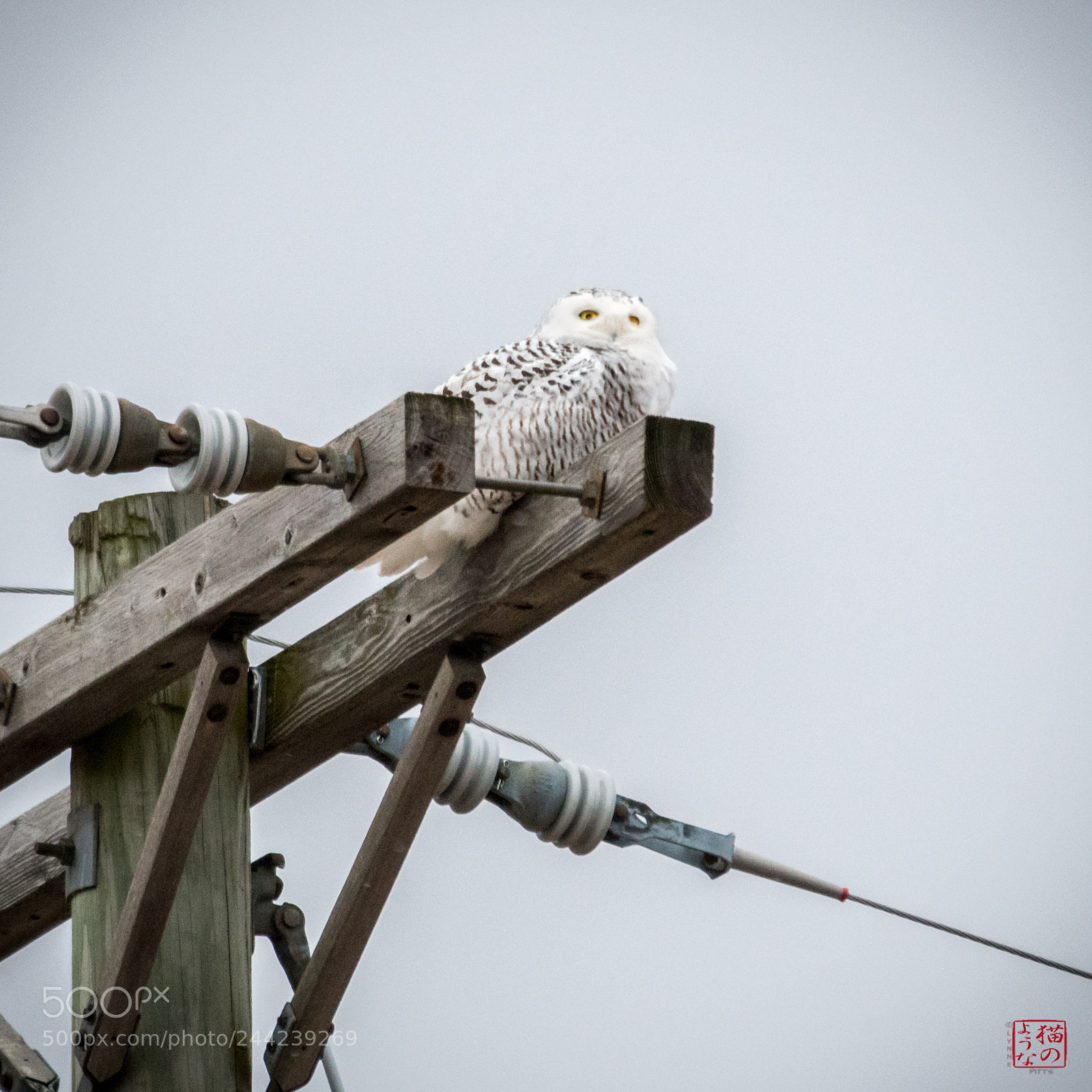 Nikon D500 sample photo. Patient hunter photography