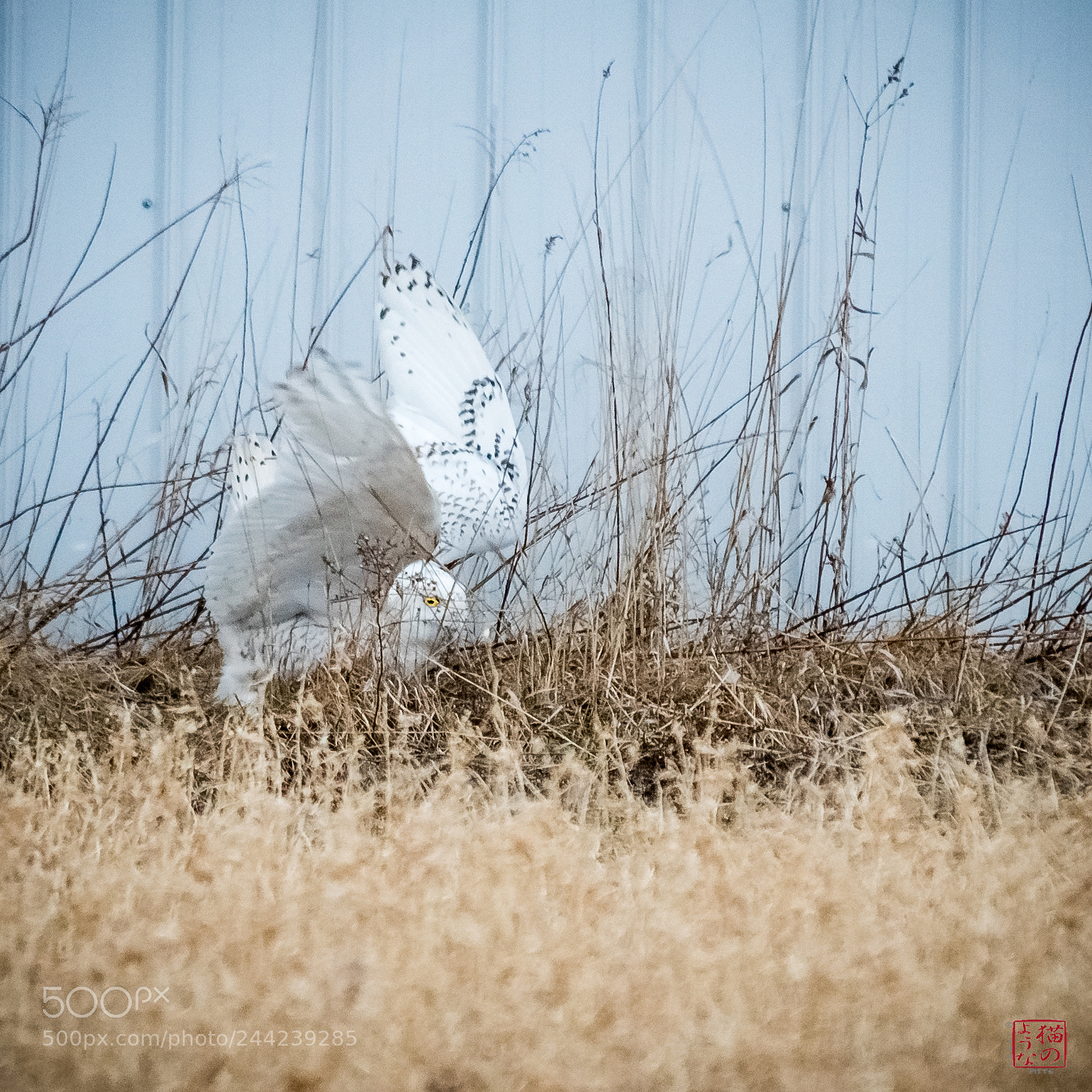 Nikon D500 sample photo. Snowy grabs some dinner photography