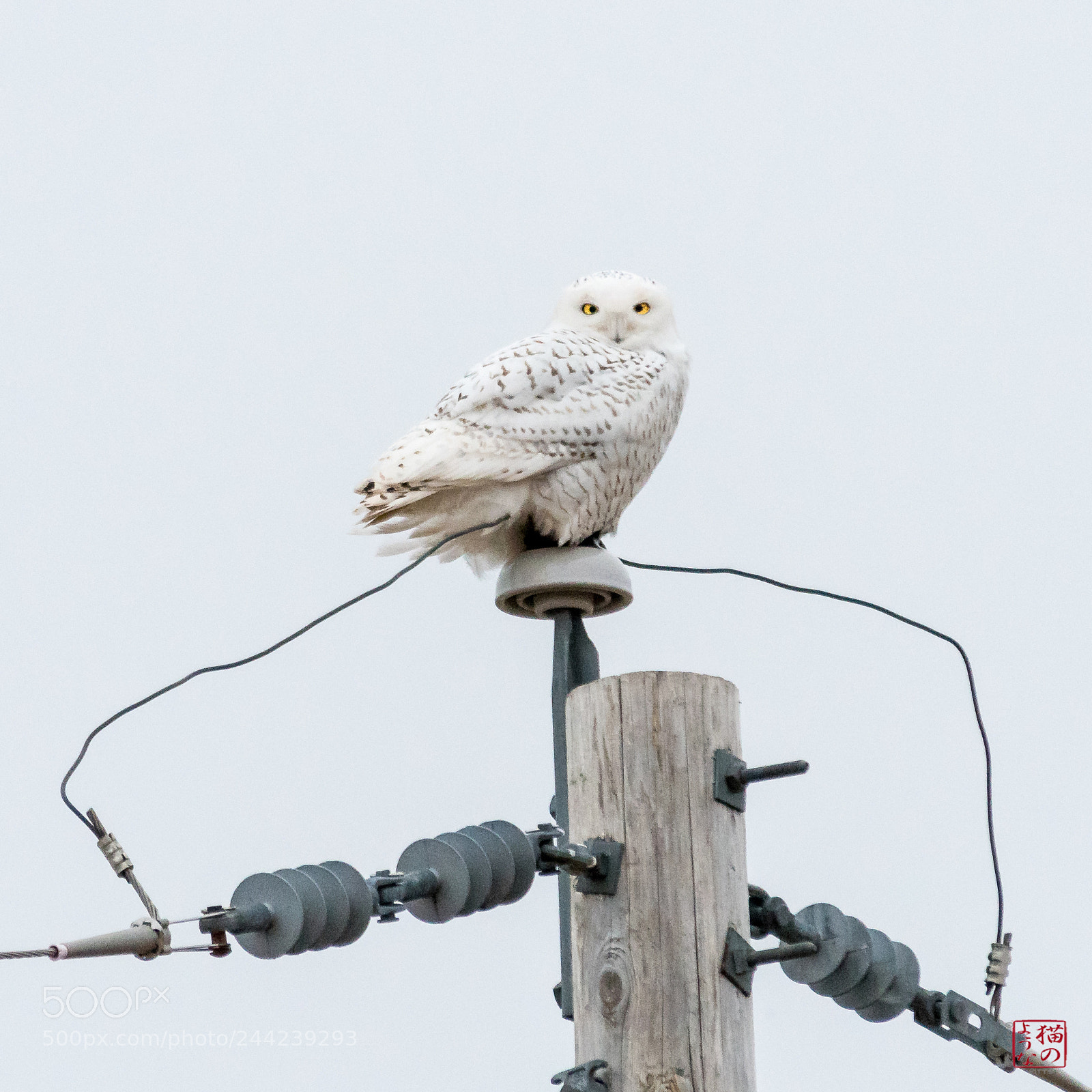 Nikon D500 sample photo. High-powered owl photography