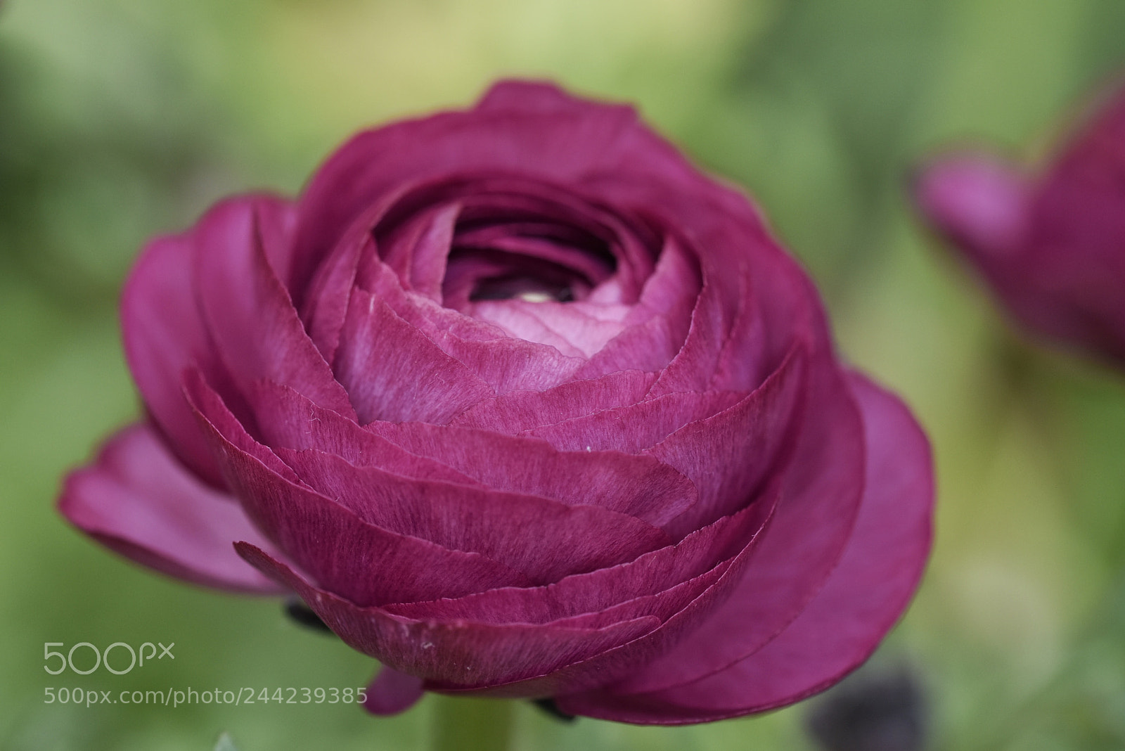 Nikon D810 sample photo. The purple flowr photography
